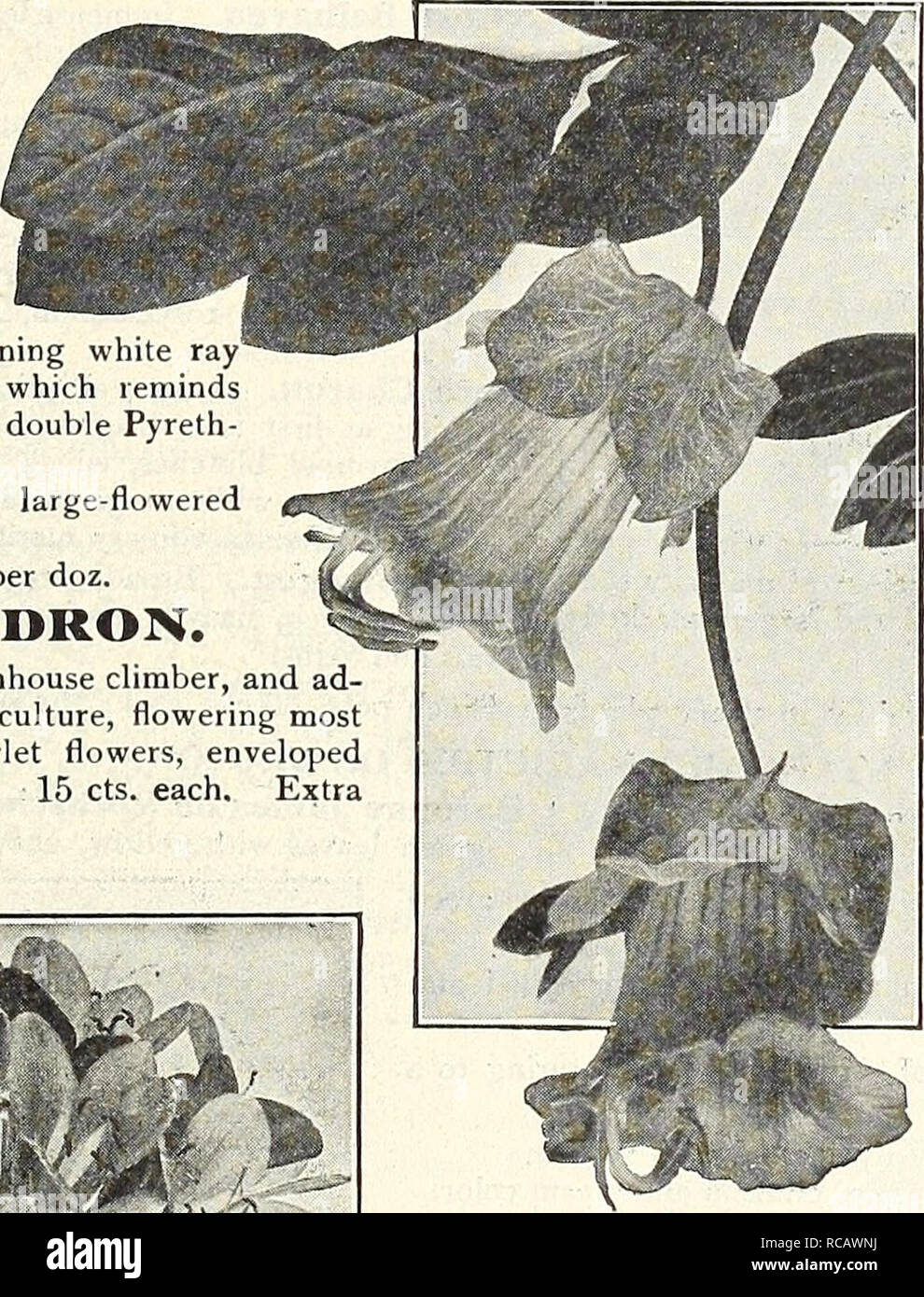 . Dreer's garden book 1916. Seeds Catalogs; Nursery stock Catalogs; Gardening Equipment and supplies Catalogs; Flowers Seeds Catalogs; Vegetables Seeds Catalogs; Fruit Seeds Catalogs. Chrysanthemum Frutescens, Mrs. F. Sander Clivia CEIVIA MINI ATA. (Imantophyllum.) A pretty lily-like plant of the easiest culture, and a most desirable house plant; it flowers during the spring and summer months, remaining in bloom for a long period. The flowers are about 2 inches long, and are borne in dense clusters from 10 to 20 flowers each; in color it is of a fine orange-red shading to buff. Large, strong p Stock Photo