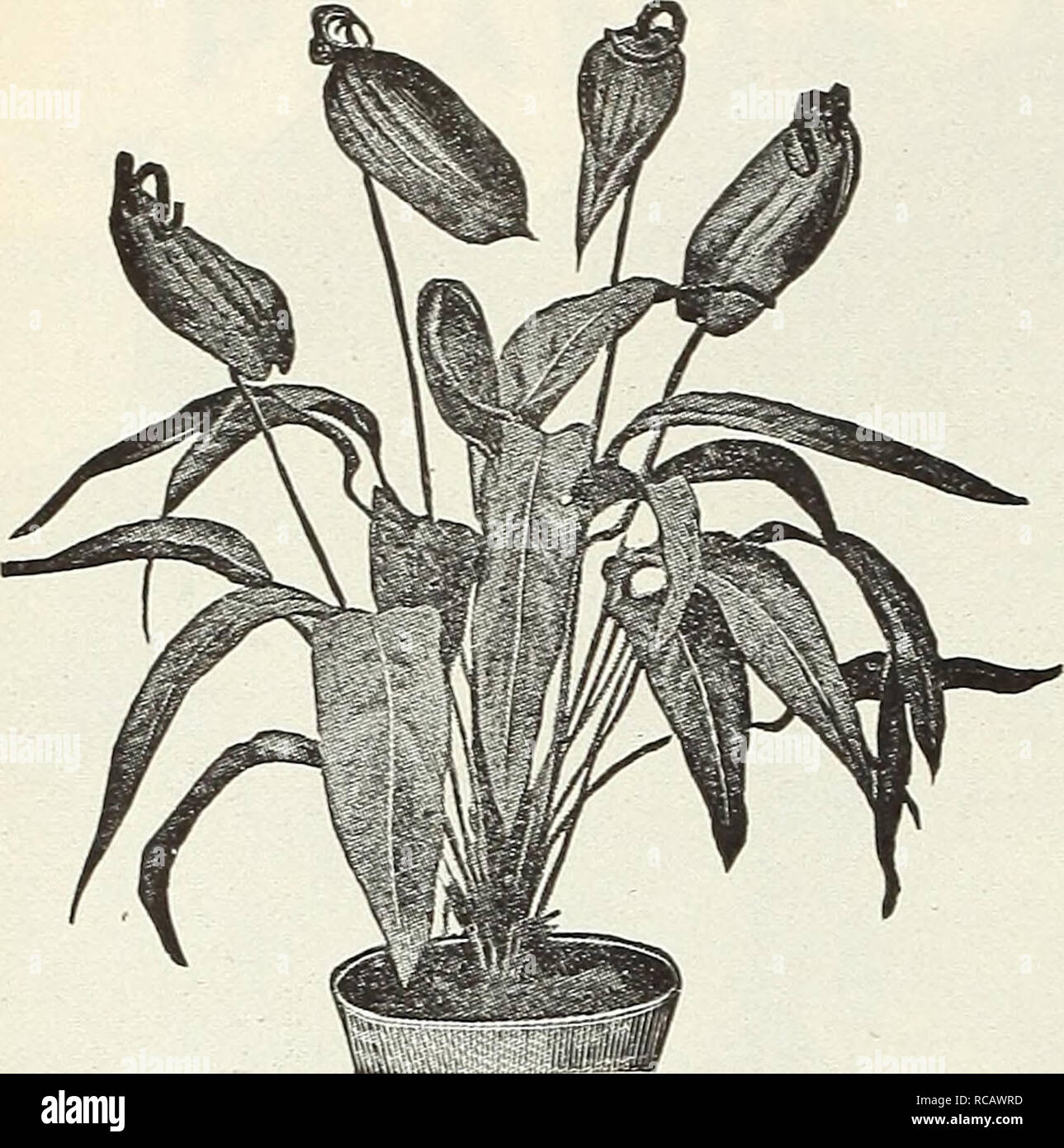. Dreer's garden book 1916. Seeds Catalogs; Nursery stock Catalogs; Gardening Equipment and supplies Catalogs; Flowers Seeds Catalogs; Vegetables Seeds Catalogs; Fruit Seeds Catalogs. 122 n n I -HEMRYA DRIER -PHILADELPHIA 4&gt;A-B^f GARDEM^OREEMHOUSE PLATO i. Anthurium ANTHERICCTI. Comosum (Mandaianum). A pretty variegated plant well adapted for use in hanging baskets, or as an edging for porch or window boxes, with graceful, 4 to 6 inch long, deep green foliage with a band of creamy yellow through the centre. 25 cts. each; $2.50 per doz. ANTHURIUM (Flamingo Flower). Pretty greenhouse plants t Stock Photo