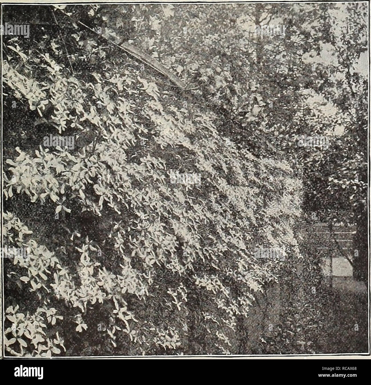 . Dreer's garden book : seventy-third annual edition 1911. Seeds Catalogs; Nursery stock Catalogs; Gardening Equipment and supplies Catalogs; Flowers Seeds Catalogs; Vegetables Seeds Catalogs; Fruit Seeds Catalogs. &quot;flHlBfADRBR -PHILADfLPHIA 4&gt;A 'W HARDY CLIMBING PLANTS:. 0 259 Jl^New Early Spring=flowering Clematis Montana Grandiflora. Of stronger growth than any other Clematis, and succeeds under the most adverse conditions, and is perfectly hardy. Its flowers, which resemble the Anemone or Windflower, are snow-white, li to 2 inches in diameter, and frequently begin to expand as earl Stock Photo