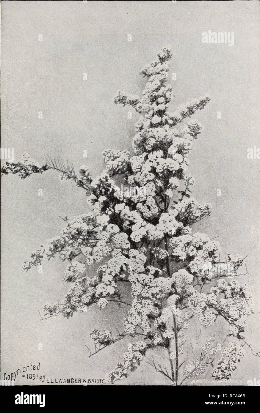 . Ellwanger &amp; Barry's general catalogue : Mount Hope nurseries. GENERAL CATALOGUE. 95 Spiraea Thunbergii. Thtjnberg's Spirjea. D. Of dwarf habit and rounded, graceful form; branches slender and somewhat drooping; foliage narrow and yellowish green; flowers small, white, appearing early in spring, being one of the first Spiraeas to flower. Esteemed on account of its neat, graceful habit. Forces well in winter. 35c. S. trilobata. Three-eobed Spiraea. D. A vigorous grower. Three-lobed leaves; white flowers. 35c. S. ulmifolia. Elm-leaved SPIR-.3EA. D. Leaves somewhat resembling those of the el Stock Photo