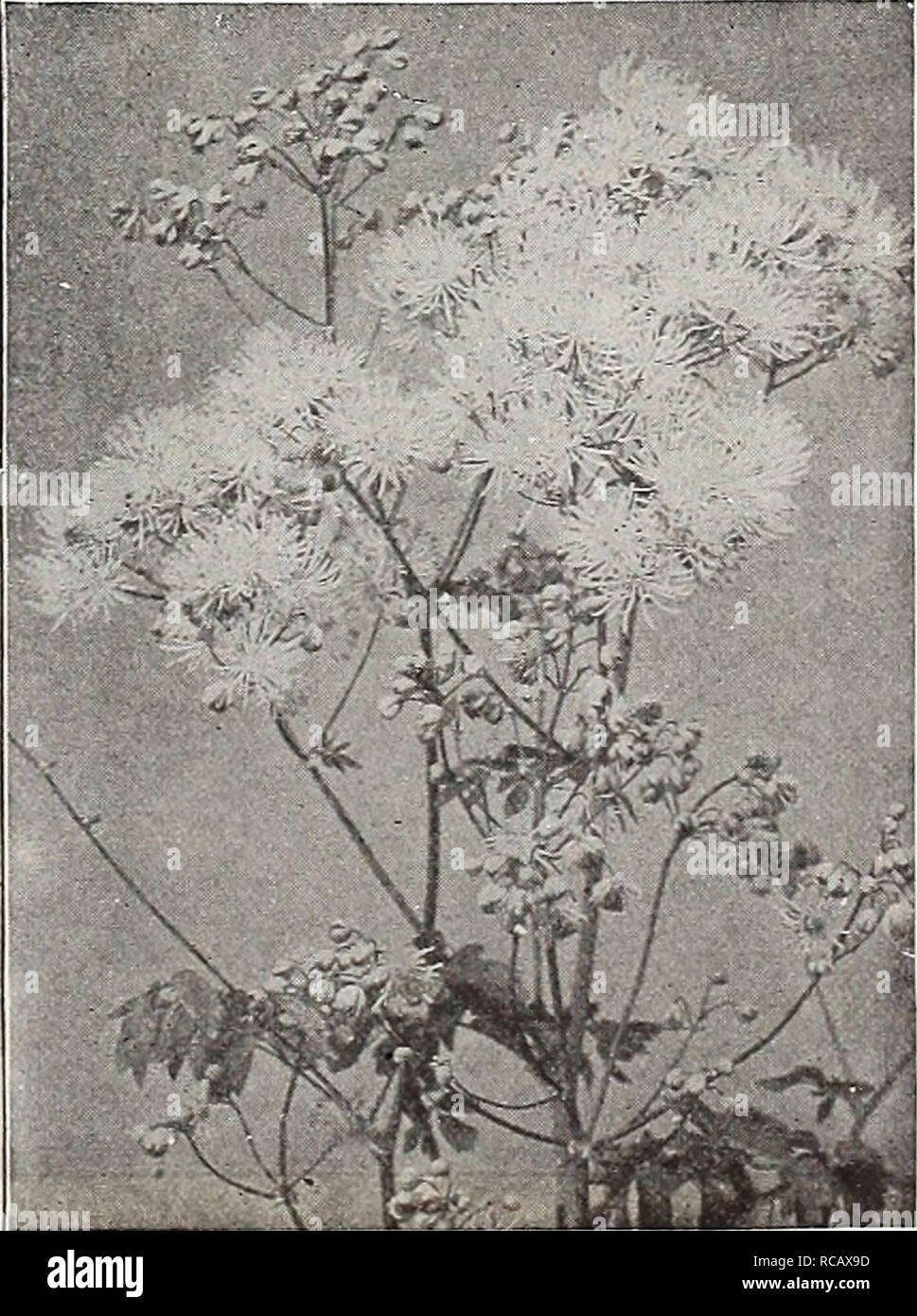 . Dreer's garden book : seventy-third annual edition 1911. Seeds Catalogs; Nursery stock Catalogs; Gardening Equipment and supplies Catalogs; Flowers Seeds Catalogs; Vegetables Seeds Catalogs; Fruit Seeds Catalogs. lUMADREER -PnilADELPHIA^lif HARDY PEREMM1AL PbANIS • Jl 241 ^jfiBfe.. fl 1 J w r^&quot; &gt;Si rHHH / vj SapHfed B9KL i.r '-'J&amp;fa JL Trollius (Globe Flower). TANACETUM. Balsamita {Costmary, or Bible Leaf), An old-time favorite, growing about 4 feet high and bearing small yellow flowers; in by-gone days the ladies used the fragrant leaves as bookmarks, hence one of its common n Stock Photo