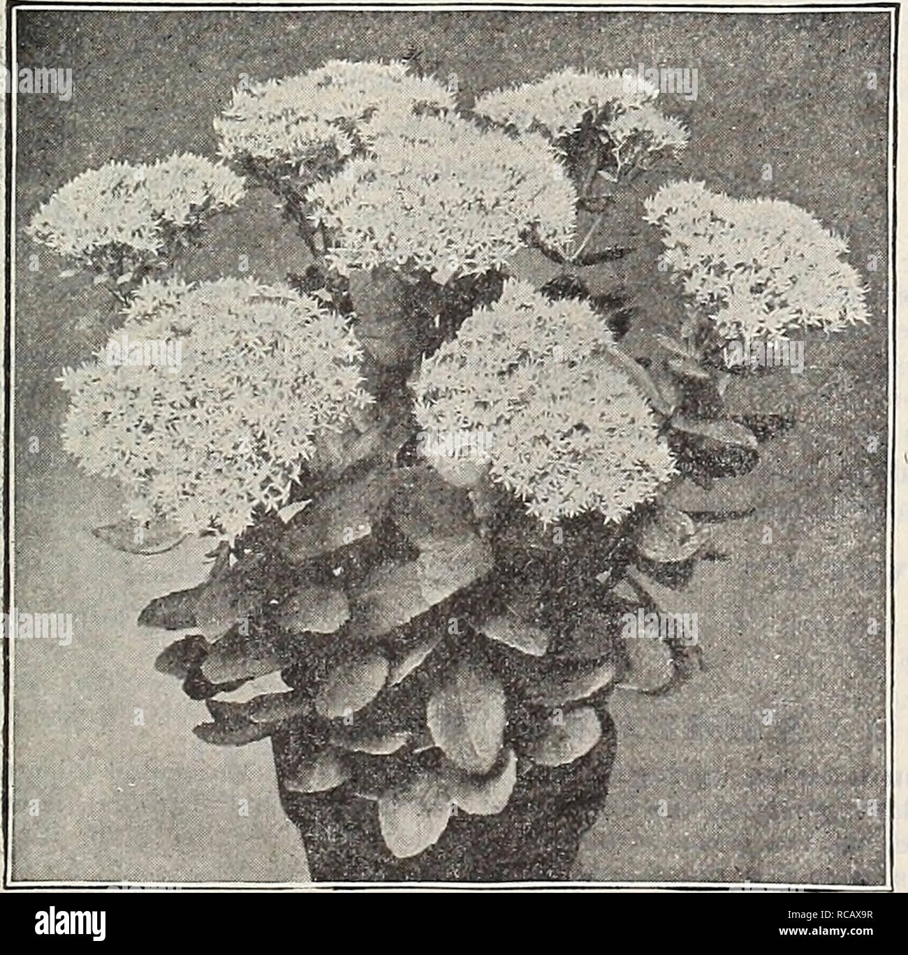 . Dreer's garden book : seventy-third annual edition 1911. Seeds Catalogs; Nursery stock Catalogs; Gardening Equipment and supplies Catalogs; Flowers Seeds Catalogs; Vegetables Seeds Catalogs; Fruit Seeds Catalogs. Scabiosa Caucasica (offered on page 238).. Sebum SpECTABn-is Atropurpurea. SISYRINCHIUM (Satin Lily, or Blue-eyed Grass). Bermudianum. A pretty, early spring and fall-flowering plant, with blue flowers and grass-like foliage; 10 inches. 15 cts. each; $1.50 per doz. SMILACINA (False Solomon's Seal). Racemosa. An attractive native plant, and a splendid subject for the border both for  Stock Photo