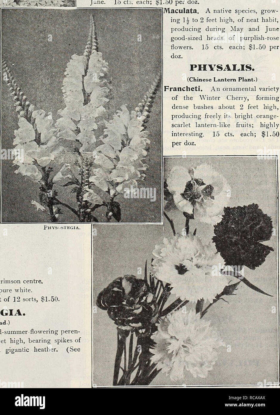 . Dreer's garden book : seventy-third annual edition 1911. Seeds Catalogs; Nursery stock Catalogs; Gardening Equipment and supplies Catalogs; Flowers Seeds Catalogs; Vegetables Seeds Catalogs; Fruit Seeds Catalogs. Phlox Divaricata Canadhnsis. HARDY GARDEN PINKS. Old favorites, bearing their sweet clove-scented flowers in the greatest profusion during May and June. They are indispensable for the edge of the hardy border and for cutting; 1 foot. Comet. Bright rosy-crimson. Diamond. A fine extra early, fringed white, Elsie. Bright rose, maroon centre. Excelsior. Light rose-pink, shaded darker. H Stock Photo