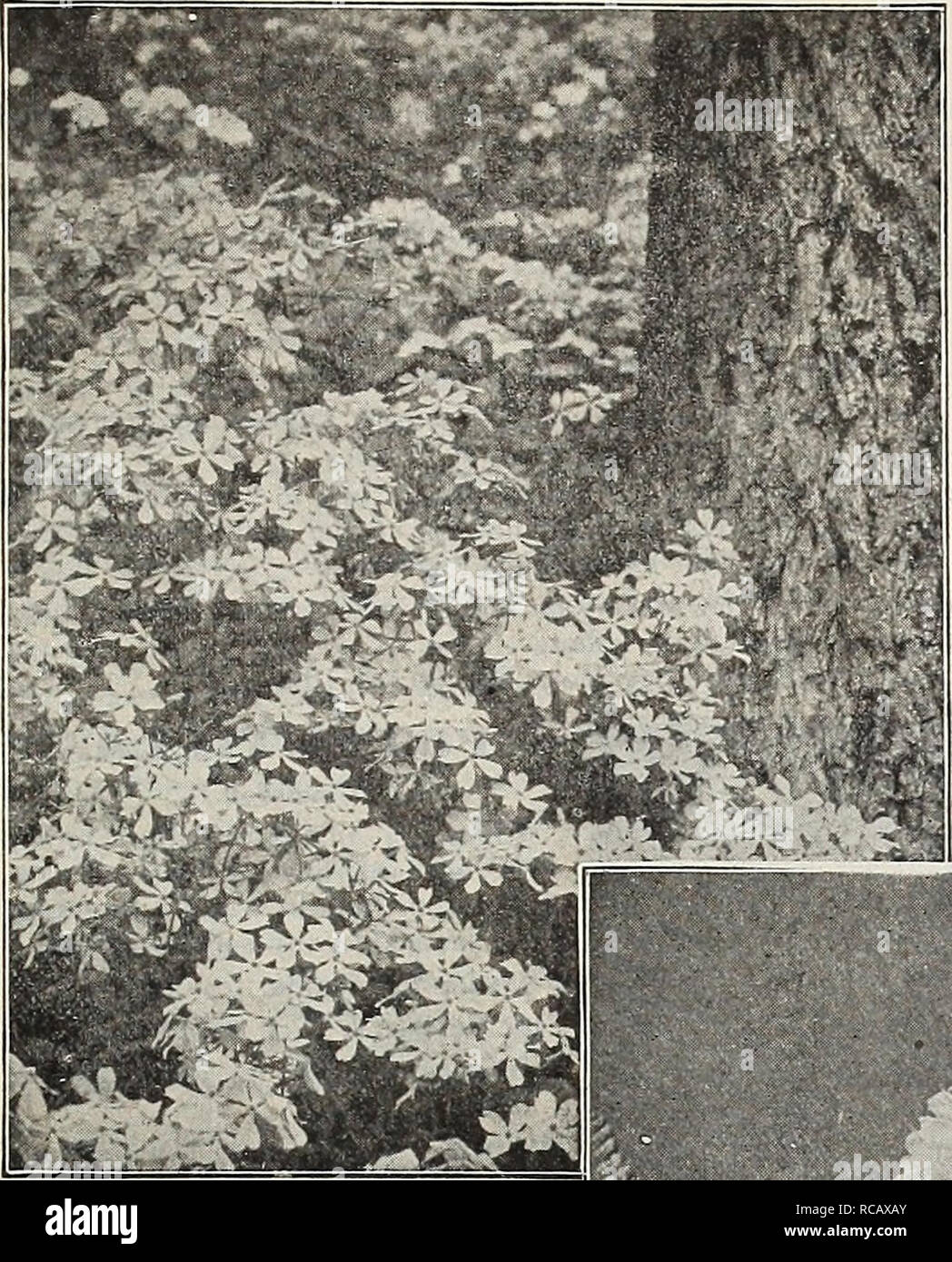 . Dreer's garden book : seventy-third annual edition 1911. Seeds Catalogs; Nursery stock Catalogs; Gardening Equipment and supplies Catalogs; Flowers Seeds Catalogs; Vegetables Seeds Catalogs; Fruit Seeds Catalogs. irHWADREER-PHIIAD!LPt1IAmlM HARDY PERENH1AL PbANtt 233. Phlox Divaricata Canadhnsis. HARDY GARDEN PINKS. Old favorites, bearing their sweet clove-scented flowers in the greatest profusion during May and June. They are indispensable for the edge of the hardy border and for cutting; 1 foot. Comet. Bright rosy-crimson. Diamond. A fine extra early, fringed white, Elsie. Bright rose, mar Stock Photo