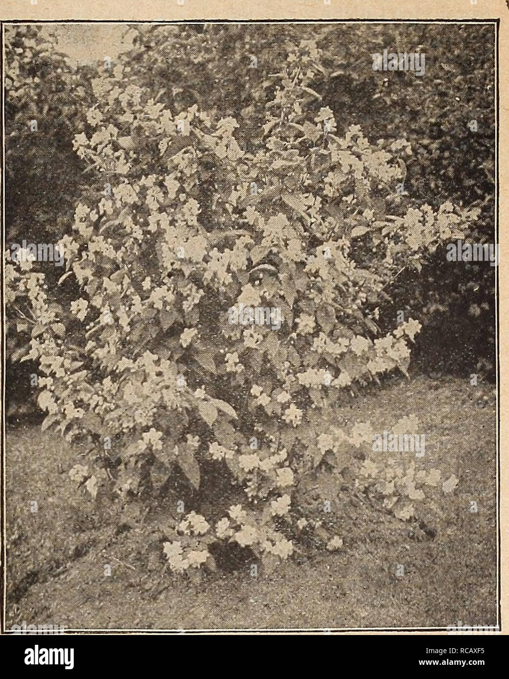 Magnolia alba superba hi-res stock photography and images - Alamy