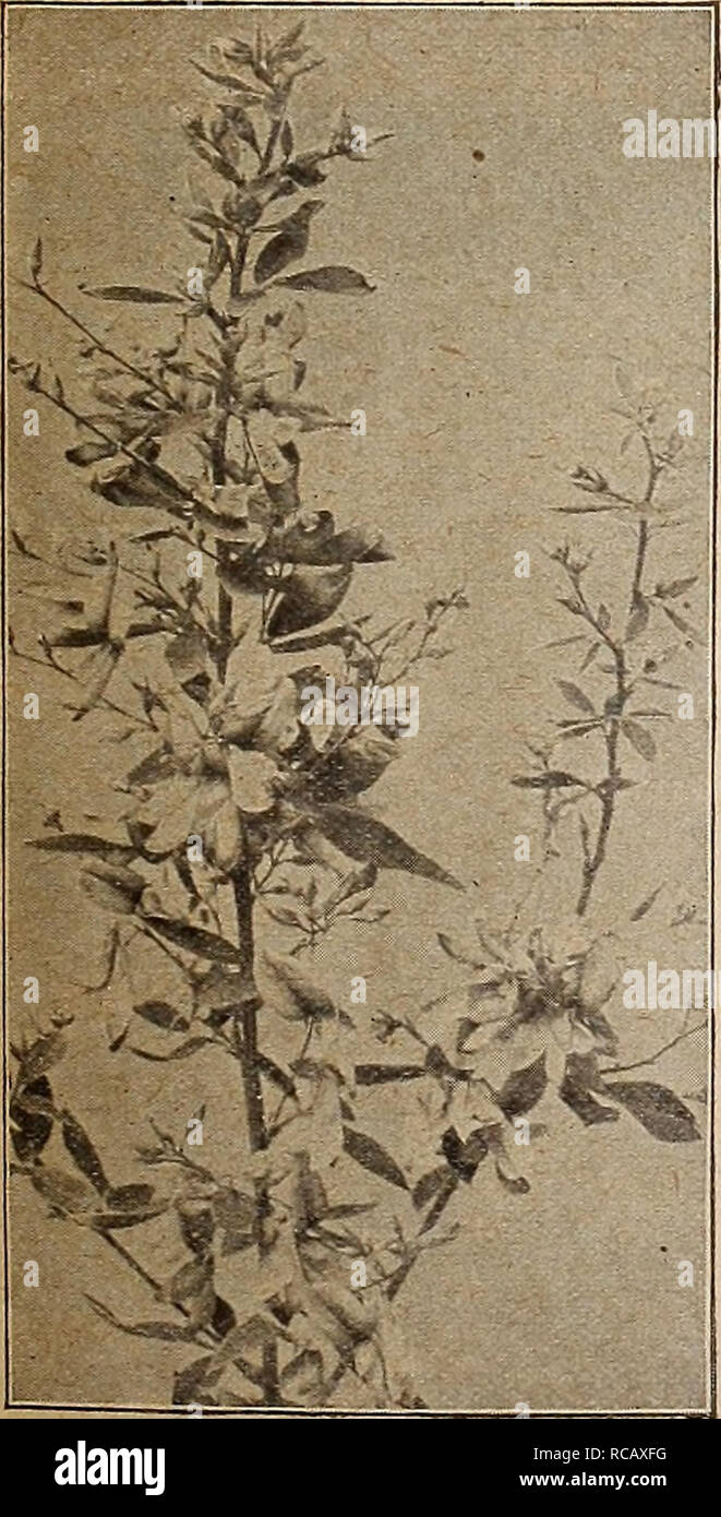 . Dreer's autumn catalogue 1919. Bulbs (Plants) Catalogs; Flowers Seeds Catalogs; Gardening Equipment and supplies Catalogs; Nurseries (Horticulture) Catalogs; Vegetables Seeds Catalogs. Deutzia Lemoinei Crataegus Oxyacantha fl. pi. (Double-flowering Haw- thorn). The double form of the fragrant English Hawthorn. Flowers in May and June. We offer double red and pink. 75 cts. each.. Desmodium Penduliflorum —Pyracantha Lalandi (Evergreen, or Fiery Thorn). A most desirable variety, covered from early autumn and throughout the winter with brilliant orange-scarlet berries. 75 cts. each. Desmodium Pe Stock Photo