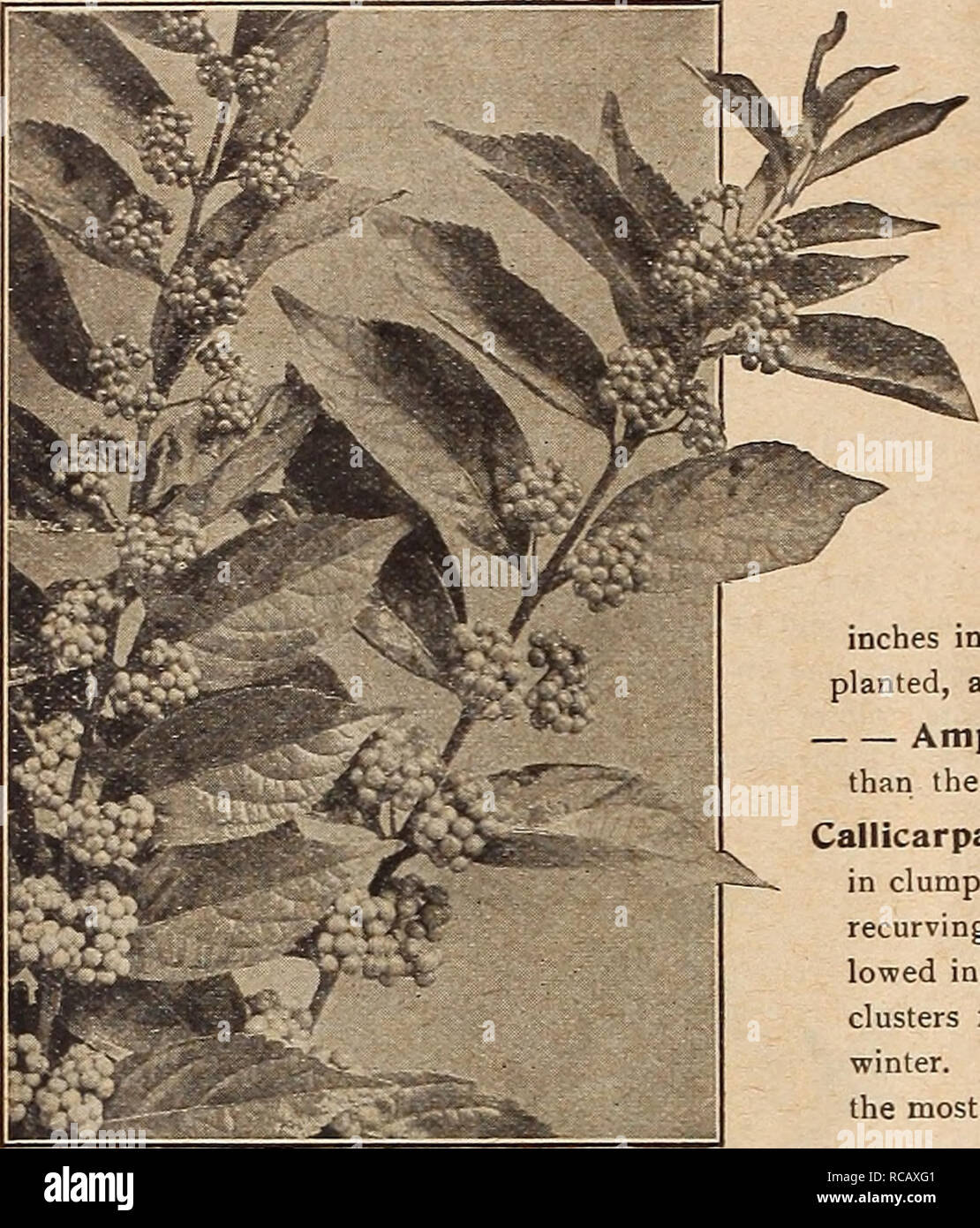 . Dreer's autumn catalogue 1919. Bulbs (Plants) Catalogs; Flowers Seeds Catalogs; Gardening Equipment and supplies Catalogs; Nurseries (Horticulture) Catalogs; Vegetables Seeds Catalogs. 50 nr nmRrADRHR-PHiiADHiPtiiAMm CHOICE hardy subuss ;. Callicarpa Purpurea Amorpha Frutlcosa {False Indigo). A strong-growing Shrub, from 6 to 7 leet high, with finger-like spikes of indigo- colored flowers, three or more spikes in a cluster; blooms early in June. 50 cts. each. Aralia Spinosa {Hercules Club, Angelica Tree, or Devil'sWaVang- stick.) A singular native tree-like Shrub, growing from 10 to 15 feet  Stock Photo