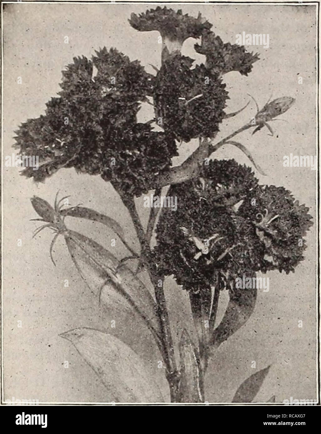 . Dreer's garden book : seventy-third annual edition 1911. Seeds Catalogs; Nursery stock Catalogs; Gardening Equipment and supplies Catalogs; Flowers Seeds Catalogs; Vegetables Seeds Catalogs; Fruit Seeds Catalogs. 214 Hj HfflRTADRKR -fflllADtLPtilA PA JMHARDY PEREHHIAL PbANTJ. Diklvtra Spectabilis (Bleeding Heart). Dianthus Latifolius Atrococcineus Fl. Pl. DIANTHUS. Deltoides [MaidenPink). A charm- ing creeping variety, with medium- sized pink flowers; especially suited for the rock garden. — Alba. A pretty white-flowered form. Fettes Mount. A charming variety of the Hardy Mule Pink, which du Stock Photo