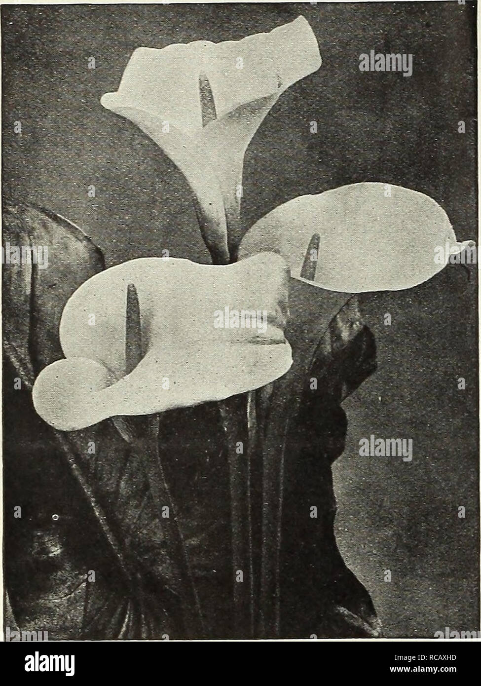 Federal supply catalogue hires stock photography and images Alamy