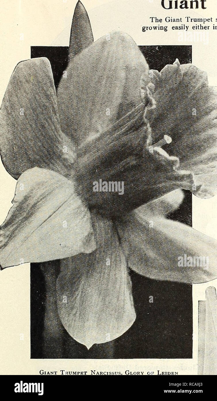 Vegetables Seeds Catalogs. Dreer*s 