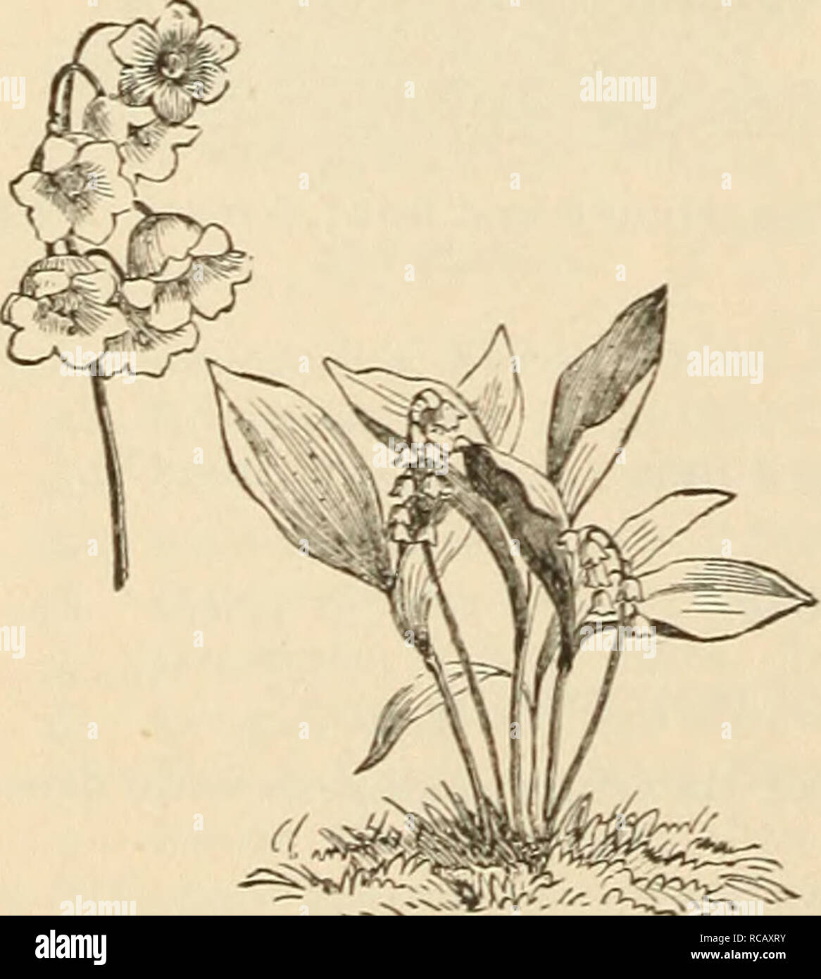 Ellwanger Amp Barry S Supplementary Catalogue Novelties Etc 18 Clixtaukea M0 Gt Ta Gt A Caltha C Tlore Plena Bright Golden Yellow Double Flowers Blossoming In Spring 50c Cassia Wild Seuiia C Marilandica American Senna