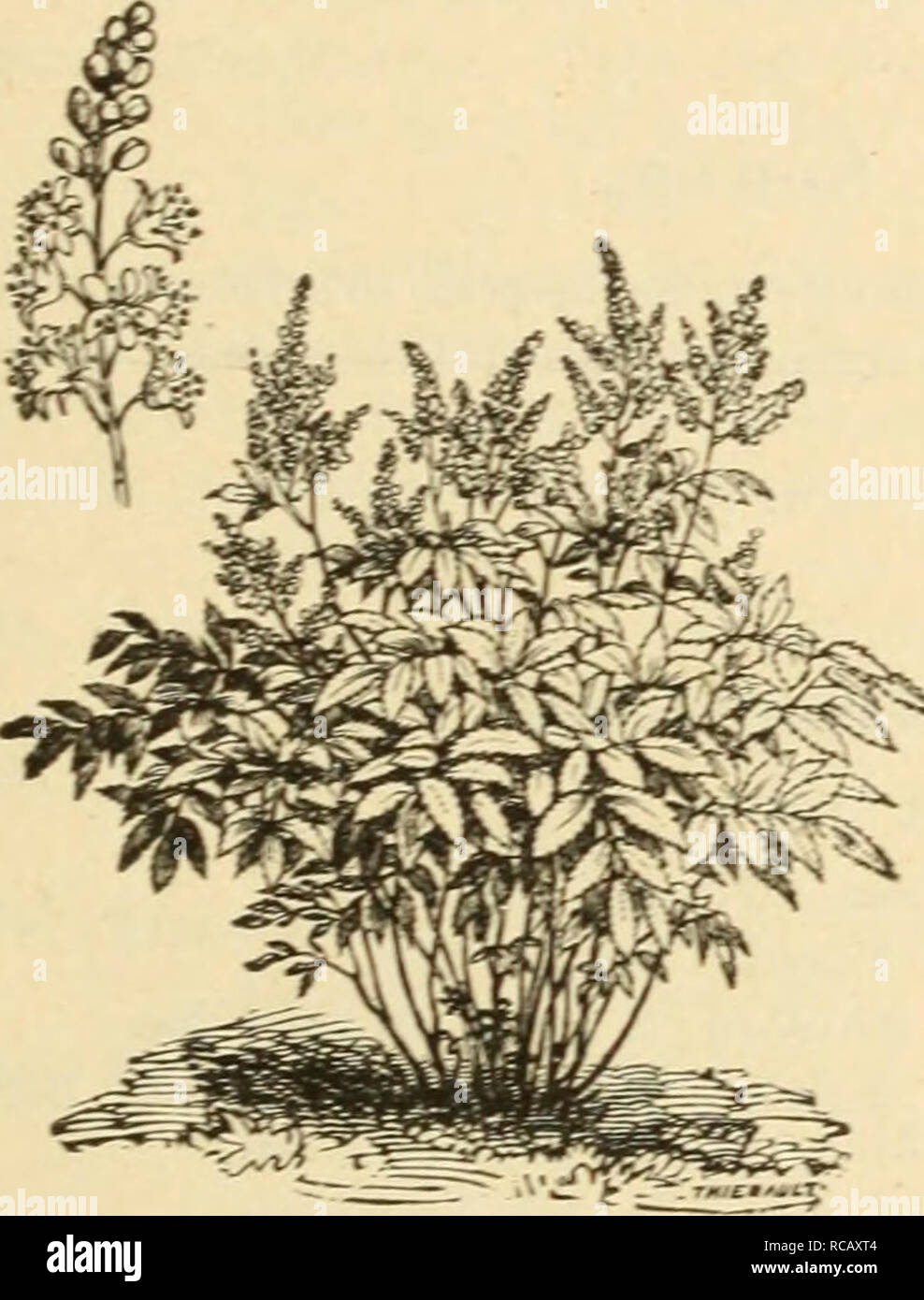 . Ellwanger &amp; Barry's supplementary catalogue novelties, etc. : 1898. GENERAL CATALOGUE. 117 ASTILBE. Japan Spiraea. A. Japonica. Known generally as SfAnxa Japonica or Hoteia Japonica. A handsome plant, -with small, pure white flowers, in larg-e, branching- panicles. Blooms in May, in the open air, but is cultivated chiefly for forcing- in winder. dt)c. var. grandiflora. (Xew.) Compared with the type, the individual flowers are much more numerotis. and the flower spikes are larger, borne more freely and are more compact. See cut. 50c. AUBRETIA. Purple Rock-Cress. Valuable rock-plants. A. d Stock Photo