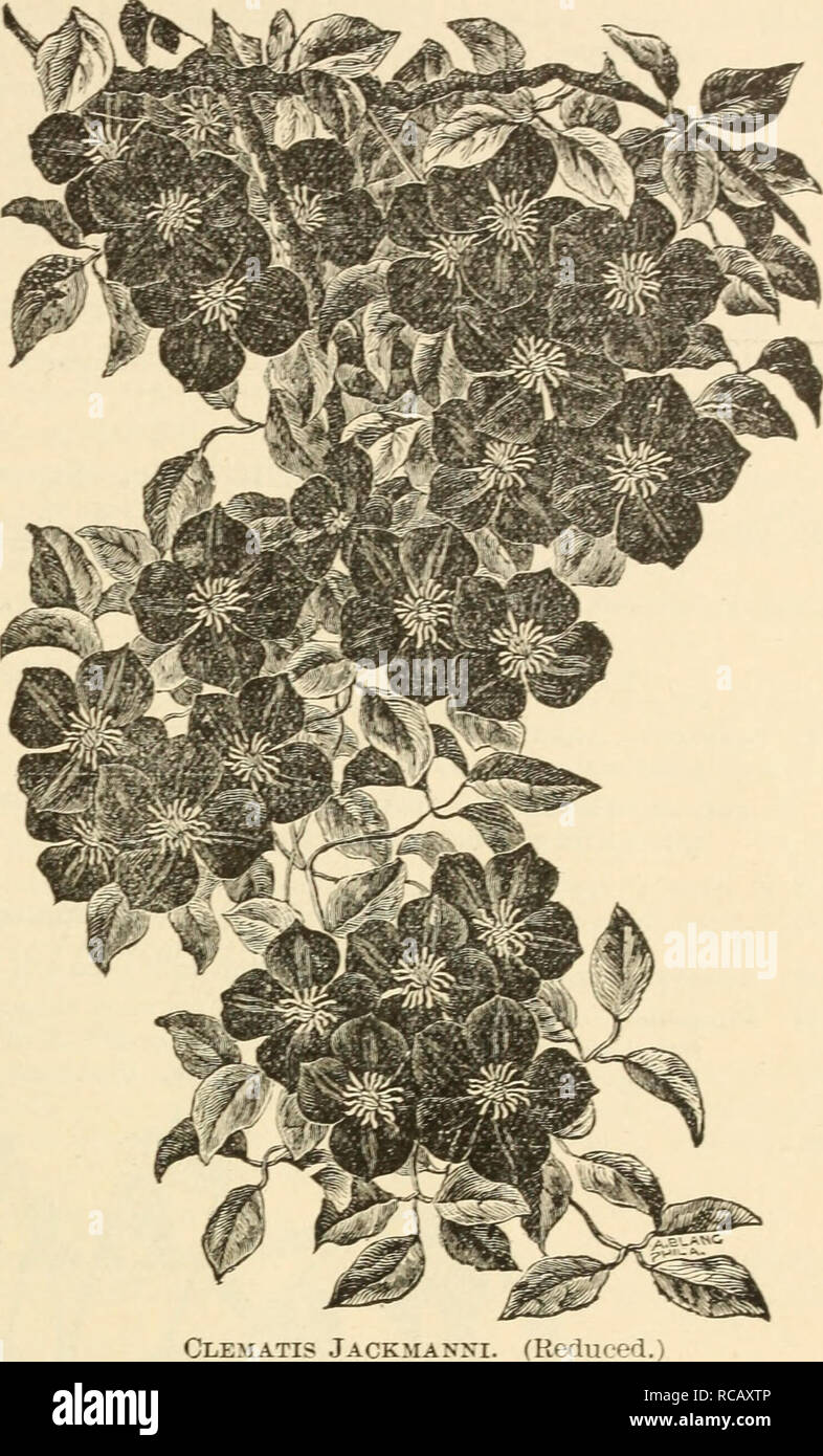 . Ellwanger &amp; Barry's supplementary catalogue novelties, etc. : 1898. GEXERAL CATALOGUE. 107 Lanuginosa Type. Flower during- the summer and autumn suc- cessionally. on short lateral summer shoots: flow- ers dispersed. Clematis Henryi. (Anderson-Henry.) Verylarg-e, fine form; free g-rower and bloomer; creamy white. $1.00. C. Hybrida Sieboldii. Largre, brig-ht blue flow- ers; fine. Sl.'XJ. Jackmanni Type. Varieties flowering- during- the summer in continuous masses on summer shoots. C. Alexandra, ijachrnan.) Flowers larg-e. of a pale reddish violet: a very strong- grower, and a most florifer Stock Photo