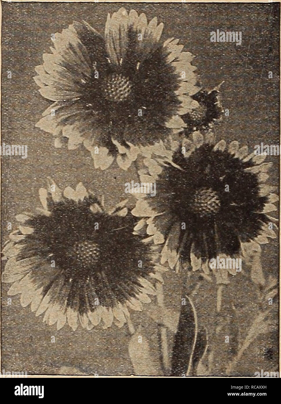 . Dreer's autumn catalogue 1917. Bulbs (Plants) Catalogs; Flowers Seeds Catalogs; Gardening Equipment and supplies Catalogs; Nurseries (Horticulture) Catalogs; Vegetables Seeds Catalogs. 46 HENRTADRKR-PtlllADELPHIA^'A- HARDY nmmi. plants. Gaillardia Grandiflora ORNAMENTAI^ GRASSES Arrhenatherum bulbosum variegatum. A pretty dwarf tufted grass; leaves green and white, Elymus Qiaucus (,Blue Lyme Grass). A handsome grass, with nar- row glaucous silvery foliage. Erianthus Ravennse (Plume Grass or Hardy Pampas). Grows from 10 to 12 feet high. It closely resembles the Pampas Grass. Eulalia Qracillim Stock Photo