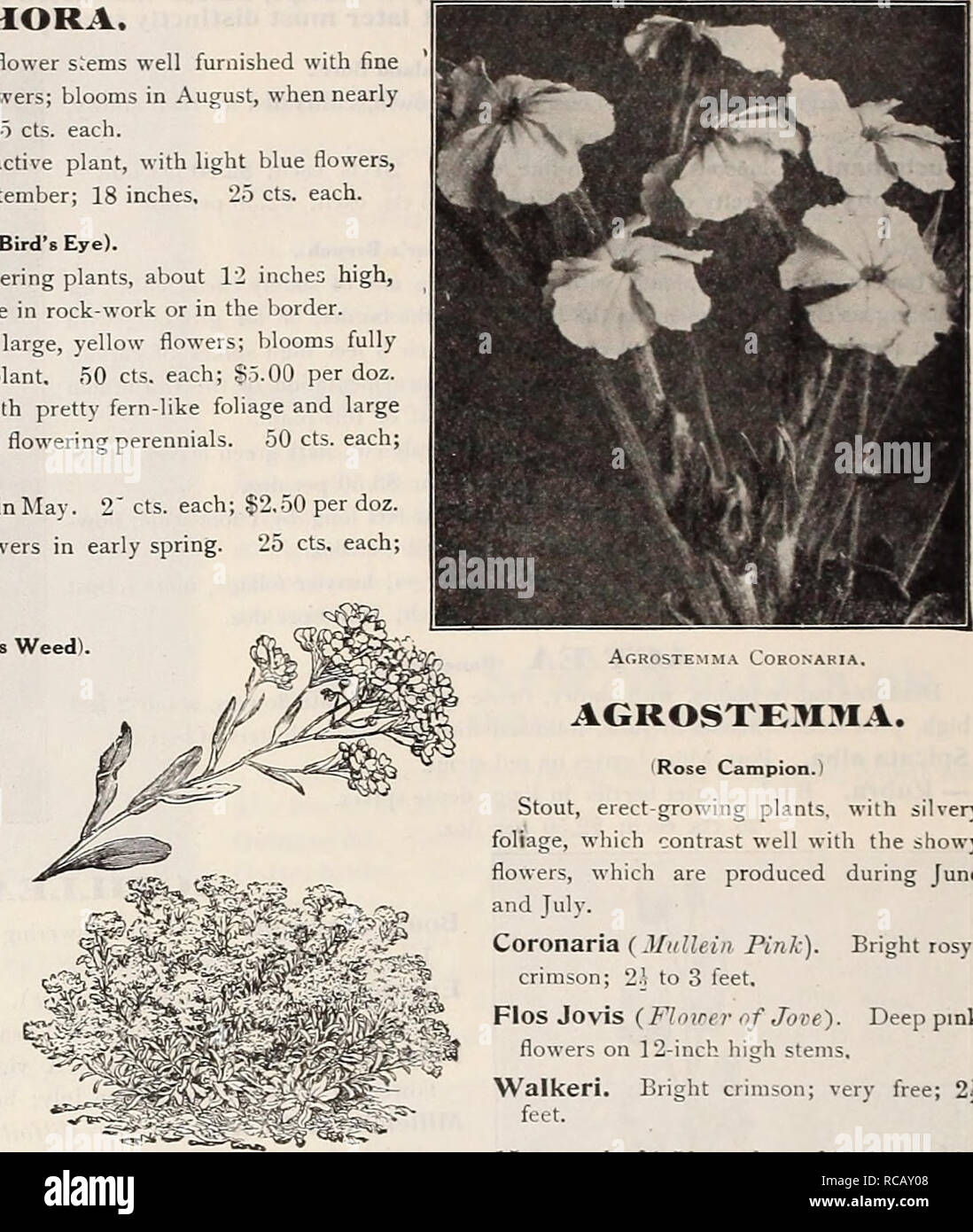 . Dreer's garden book : seventy-third annual edition 1911. Seeds Catalogs; Nursery stock Catalogs; Gardening Equipment and supplies Catalogs; Flowers Seeds Catalogs; Vegetables Seeds Catalogs; Fruit Seeds Catalogs. 204 HI IrtlMADREER WlllADELPHIA^^f HARDY-PERfNMIAL PLANTi ADENOPHORA, Polymorpha. A valuable variety, the flower stems well furnished with fine dark blue bell-shaped Campanula-like flowers; blooms in August, when nearly- all other bell flowers are over; 3 feet. 25 cts. each. Potanini. An easily-grown, useful, attractive plant, with light blue flowers, not unlike Canterbury bells; Ju Stock Photo
