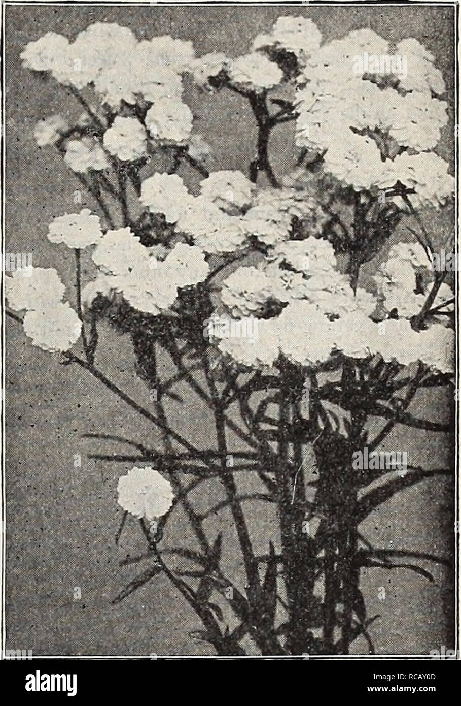. Dreer's garden book : seventy-third annual edition 1911. Seeds Catalogs; Nursery stock Catalogs; Gardening Equipment and supplies Catalogs; Flowers Seeds Catalogs; Vegetables Seeds Catalogs; Fruit Seeds Catalogs. Achillea &quot;The Pearl.&quot; General List of Hardy Perennial Plants. For New and Rare Varieties see pages 196 to 202. NOTE.—All orders are forwarded upon receipt, unless instructed to the contrary. Customers placing orders for Stock to be reserved and sent later must distinctly specify this at the time of ordering. AC^ENA (New Zealand Burr). Pretty evergreen rock plants of cushio Stock Photo