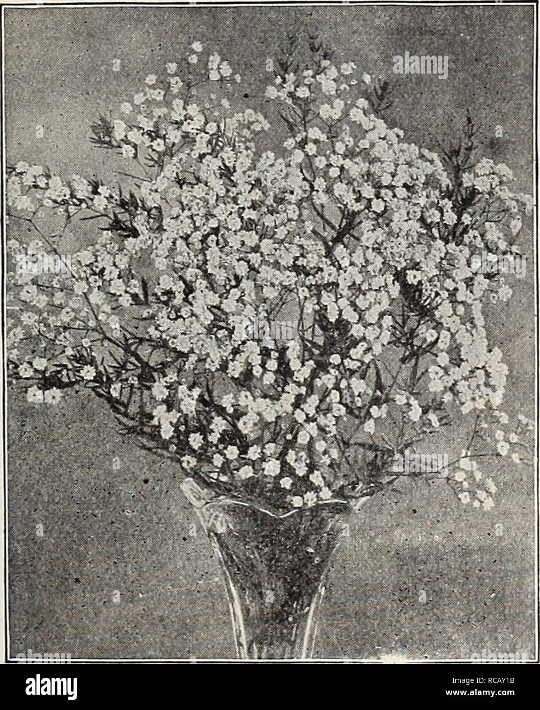 . Dreer's garden book : seventy-third annual edition 1911. Seeds Catalogs; Nursery stock Catalogs; Gardening Equipment and supplies Catalogs; Flowers Seeds Catalogs; Vegetables Seeds Catalogs; Fruit Seeds Catalogs. Undulatum. Hardy Fern, Scolopendrium Officinarum GENISTA TINCTORIA FL. PE. A double-flowering Broom growing about 2 feet high and producing masses of pretty double yellow flowers in May and June. While an excellent subject for the hardy border, it is especially valuable as a rock plant. 35 cts. each. GENTIANA SCABRA BUERGERI. A perfectly hardy Japanese species of the blue Gentian, w Stock Photo