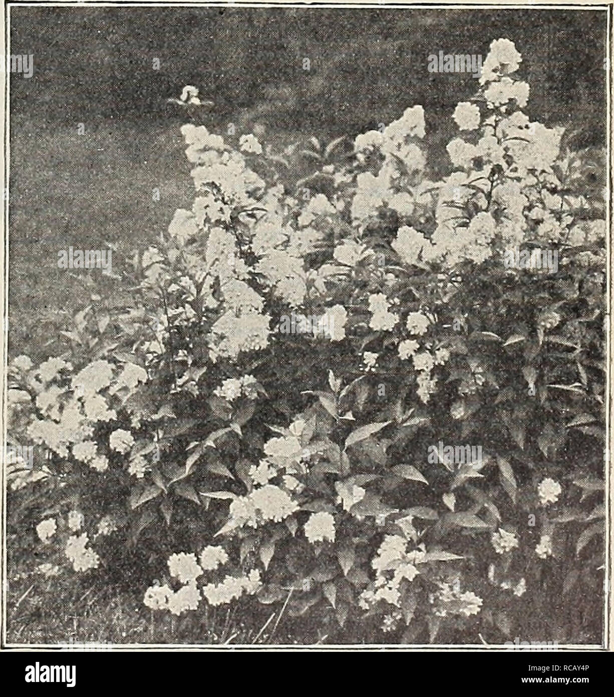 . Dreer's garden book : 1906. Seeds Catalogs; Nursery stock Catalogs; Gardening Equipment and supplies Catalogs; Flowers Seeds Catalogs; Vegetables Seeds Catalogs; Fruit Seeds Catalogs. • V HvDKANGKA PaNICULATA GraNDIFLORA. Deutzia Candidissima plena. A fine double white. — Crenata rosea plena {DozMe-flowering Deutzta). Yo- ers double-white, linged with pink ; very desirable. — Qracilis. A dwarf bush, covered with spikes of pure white flowers in early summer. Campanulata. . new white sort, with large, open, salver-shaped flowers. Rosea. Flowers twice the size of D. gracilis and suf fused w Stock Photo