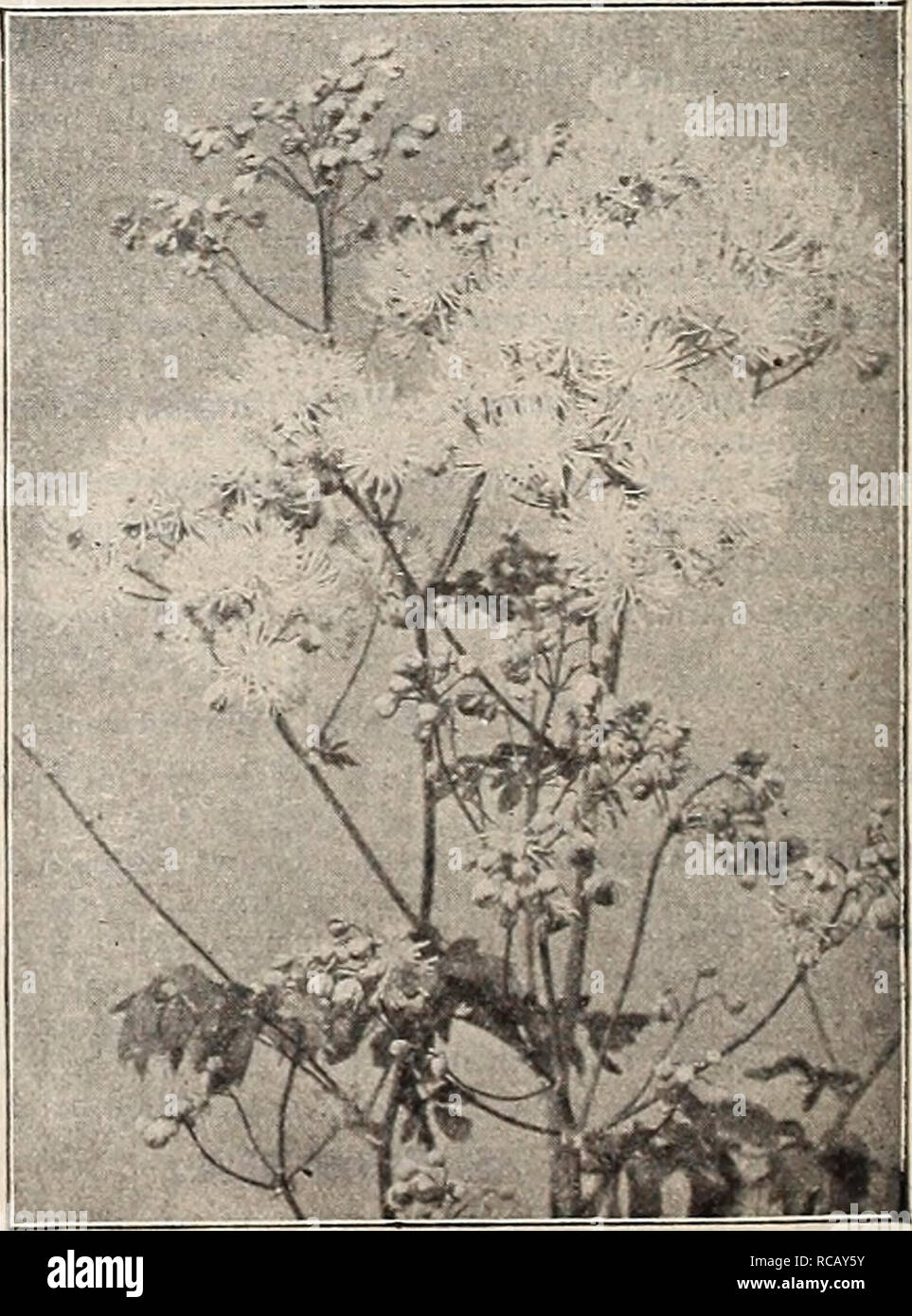 . Dreer's garden book : 1906. Seeds Catalogs; Nursery stock Catalogs; Gardening Equipment and supplies Catalogs; Flowers Seeds Catalogs; Vegetables Seeds Catalogs; Fruit Seeds Catalogs. Asperrimum aurea varigatum. . pretty golden varie- gated foliaged border plant ; in spring the leaves form rosettes close to the ground, later in the season the stems and leaves rise and form a talJer plant with numerous drooping blue bell- -shaped flowers, 2&quot;i cts. each ; $2.50 per doz. THALrlCTRtJM (Meadow Rue). Very graceful, pretty flowered plants, with finely cut foliage ; great favorites for plantin Stock Photo