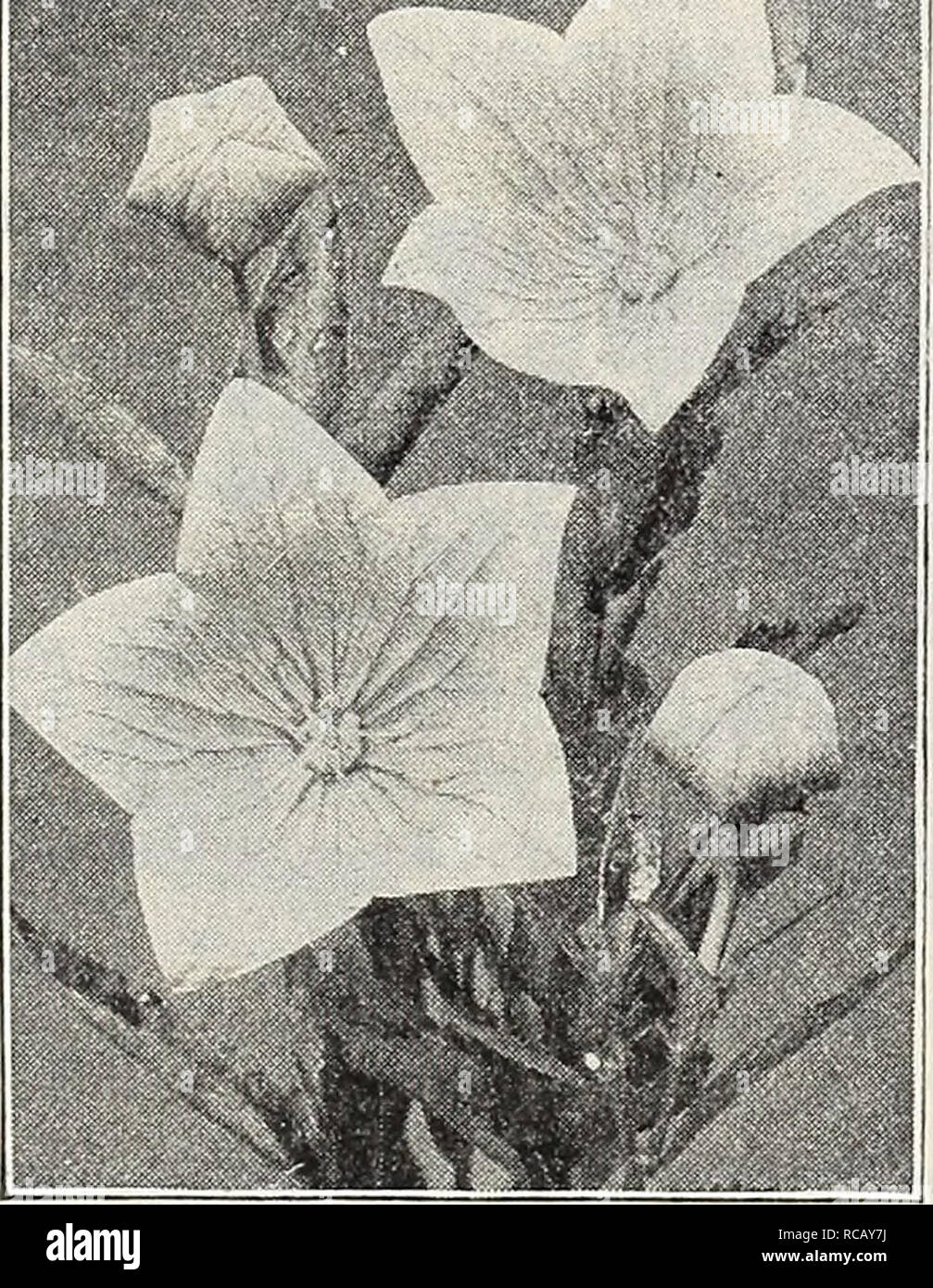 . Dreer's garden book : 1906. Seeds Catalogs; Nursery stock Catalogs; Gardening Equipment and supplies Catalogs; Flowers Seeds Catalogs; Vegetables Seeds Catalogs; Fruit Seeds Catalogs. y UMADRffR-PHILAKLPhlA Mm HARDY PEREdrilAL PbANTV llffl i^s PHYSOSTEGIA (FaUe Dragon Head). One of the most beautiful of our midsummer-flowering perennials, forming dense bushes 3 to 4 feet higli, bearing spiices of delicate tubular flowers not unlike a gigantic heather. (See cut.) Virglnica. Bright but soft pink. — Alba. Pure wliite; very hne. — Speciosa. Very delicate pin!;. 15 cts. each ; §1 50 per doz.; $10 Stock Photo