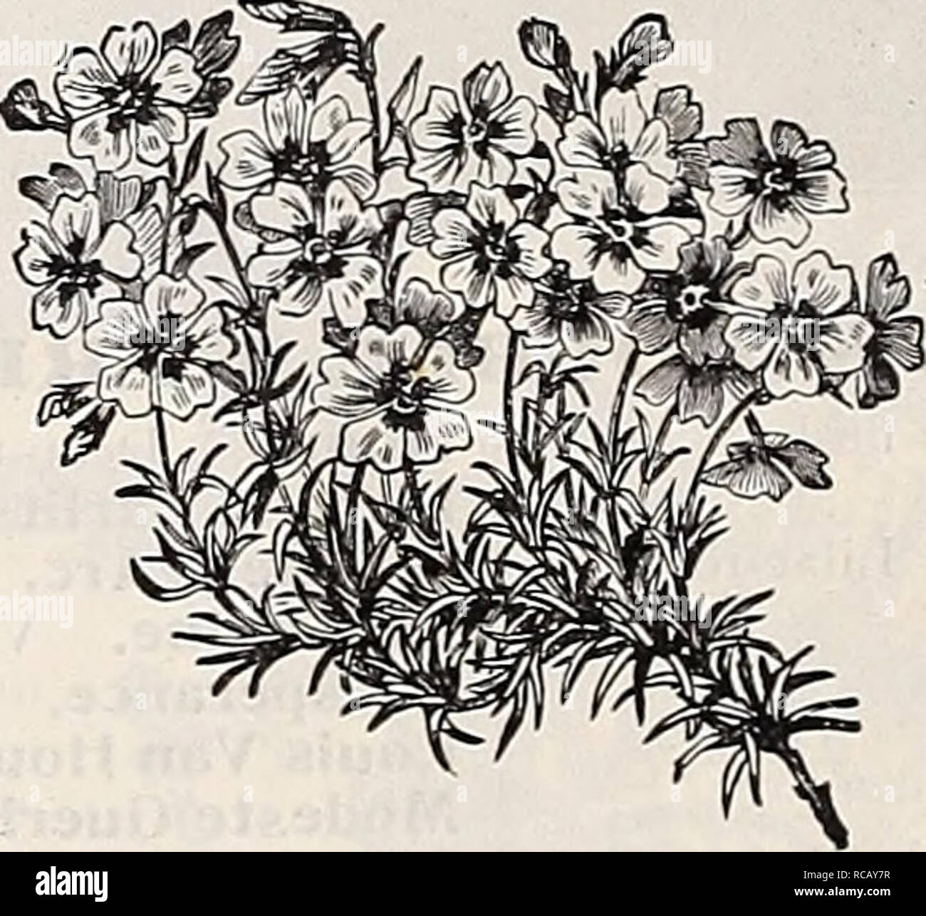 . Dreer's garden book : 1906. Seeds Catalogs; Nursery stock Catalogs; Gardening Equipment and supplies Catalogs; Flowers Seeds Catalogs; Vegetables Seeds Catalogs; Fruit Seeds Catalogs. Phlox Subulata. Pentstemon Sensaiion. PHI^OX AMCEIVA. This is one of the best varieties for carpet- ing the ground, the rockery or the border; it grows but 4 inches high, and in spring is a sheet of rich, bright pink flowers. 10 cts. each ; $1.00 per doz.; $6.00 per 100. PHI.OX CAROI.INA. A dwarf-growing species, rarely exceeding 12 inches in height, and producing during May and June masses of bright rosy-red f Stock Photo