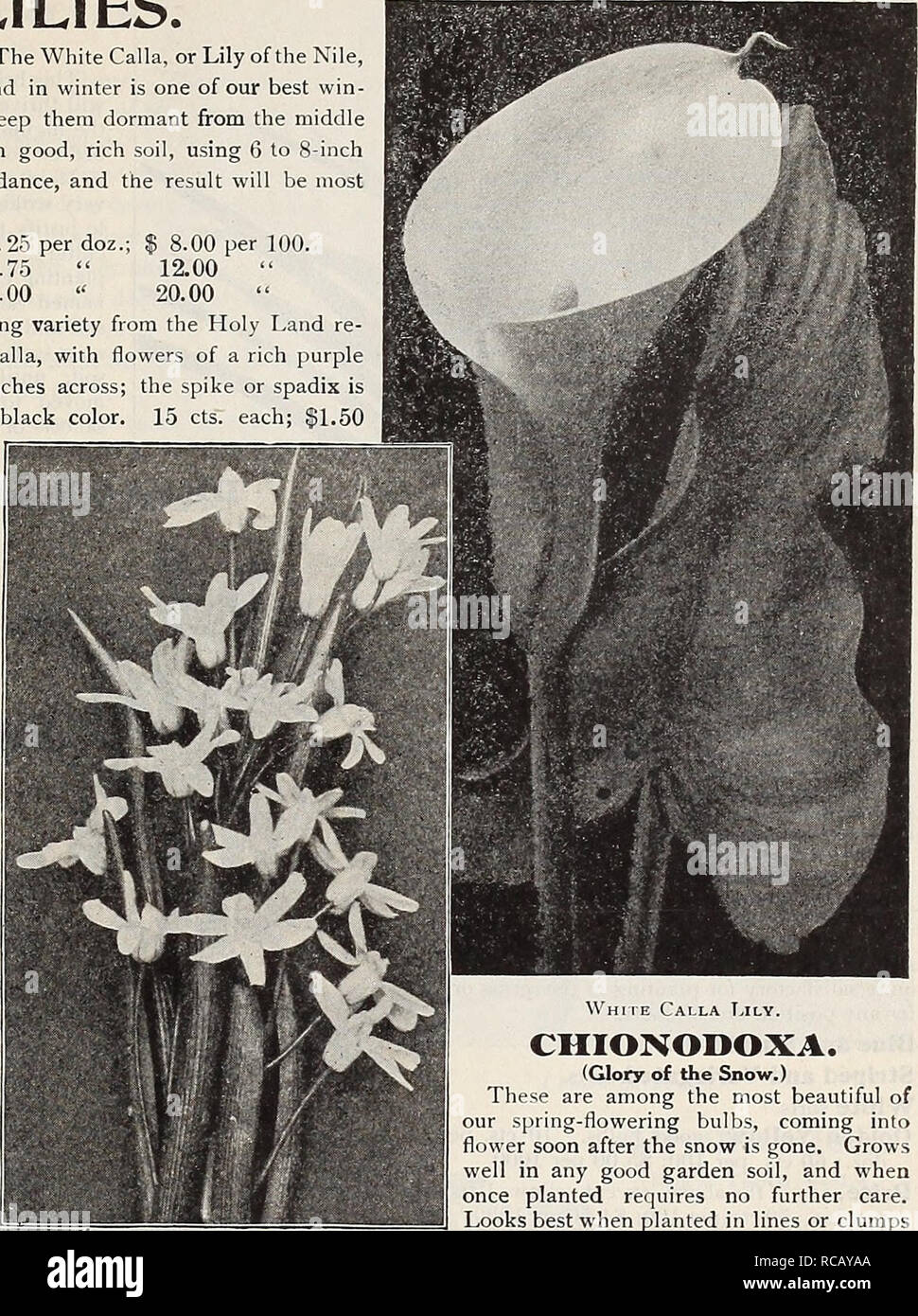 Dreer S Autumn Catalogue 1911 Bulbs Plants Catalogs Flowers