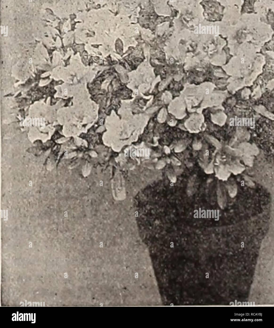 . Dreer's autumn catalogue of bulbs plants seeds etc. for autumn planting 1909. Bulbs (Plants) Catalogs; Flowers Seeds Catalogs; Gardening Equipment and supplies Catalogs; Nurseries (Horticulture) Catalogs; Fruit Seeds Catalogs; Vegetables Seeds Catalogs. 30 to 36 inches 36 to 42 &quot; 48 to 50 &quot; 54 to 60 &quot; HEIGHT OF STEMS. DIAMUTBK OP CROWN. 20 to 24 inches 12 to 14 inches .. 20 to 24 &quot; 14 to lti &quot; .. 22 to 24 &quot; 22 to 24 &quot; .. $ 7 50 each. 10 00 &quot; 12 50 a 15 00 ti 20 00 ii $ 7 50 each. 10 00 &quot; 12 50 a 15 00 t. 20 00 n Begonia Gloire de Lorraine. ARDISIA Stock Photo