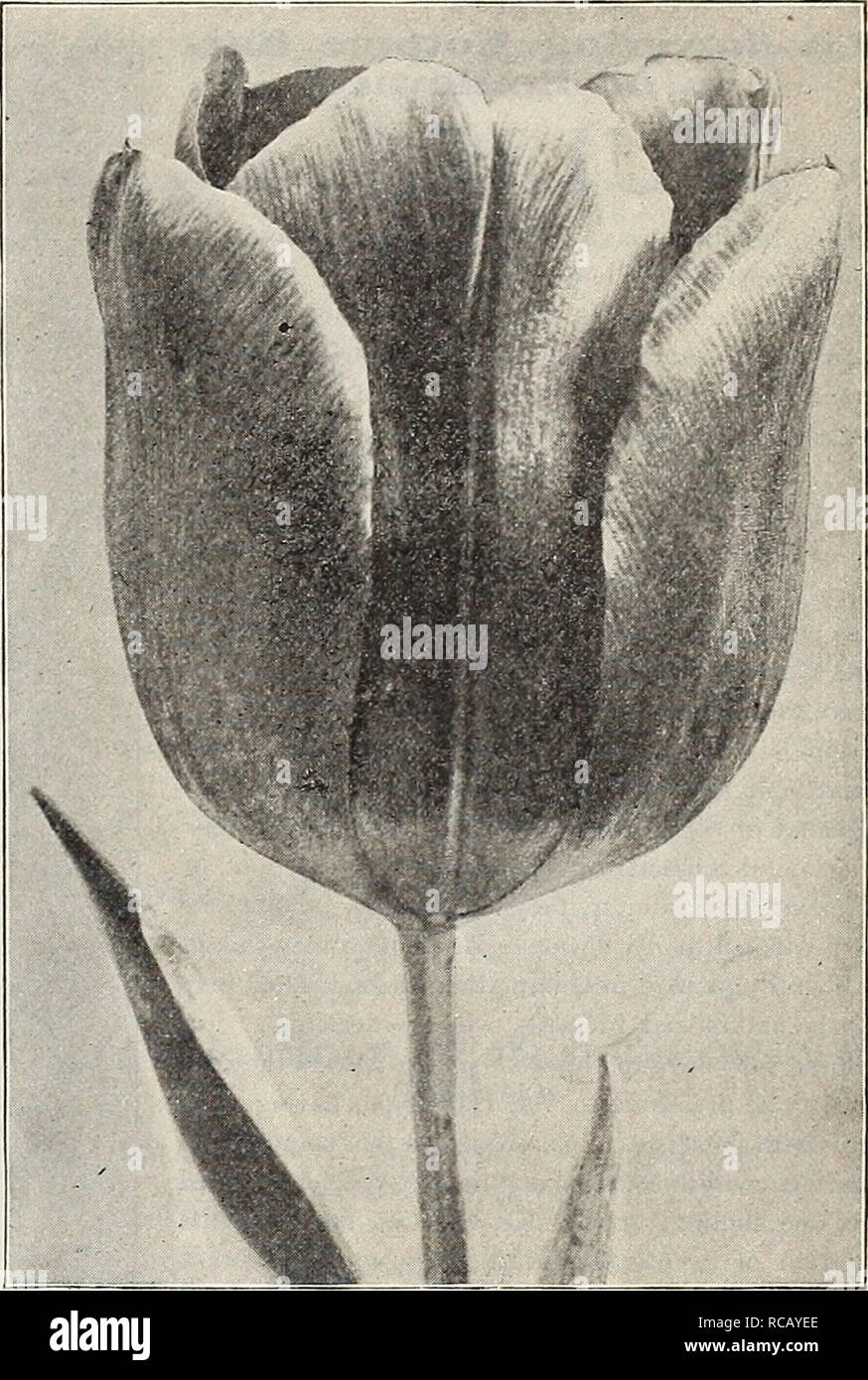 . Dreer's autumn catalogue of bulbs plants seeds etc. for autumn planting 1909. Bulbs (Plants) Catalogs; Flowers Seeds Catalogs; Gardening Equipment and supplies Catalogs; Nurseries (Horticulture) Catalogs; Fruit Seeds Catalogs; Vegetables Seeds Catalogs. Single Early Tulips Kaiser Kroon (offered on page 8/ Single Early Tulip Thos. Moore. MIXED SINGLE TULIPS. If wanted by mail, add 5 cts. per doz. to Tulips for postage. There are great differences in the various grades of mixed Tulips. As a rule they are made up by the growers in Holland out of cheap, undesirable or surplus lots, and little at Stock Photo