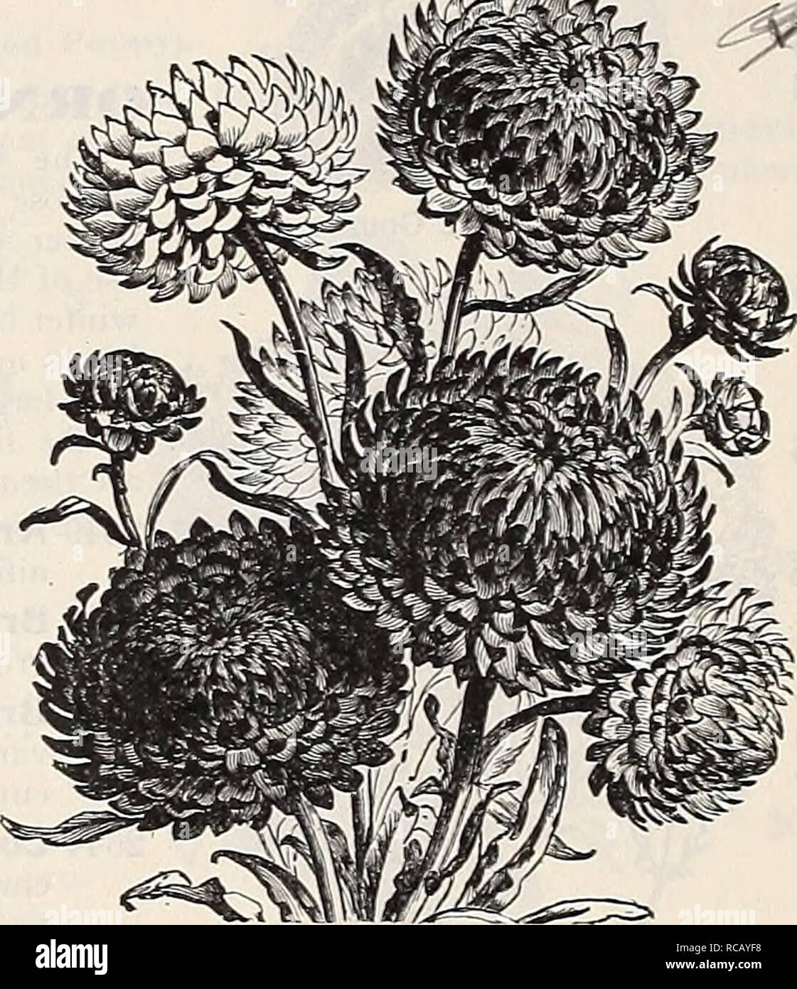 . Dreer's garden book : 1906. Seeds Catalogs; Nursery stock Catalogs; Gardening Equipment and supplies Catalogs; Flowers Seeds Catalogs; Vegetables Seeds Catalogs; Fruit Seeds Catalogs. MiNiATi'RE Sunflower, They all difl&quot;er from the parent, most of them bein  larger, and many with curiously-twisted petals. The prevailing colors are p-.le-yellow, golden-yellow and creamy-white, some with black centres and all beautiful; for cutting they are indispensable. Oz.,60cts 10 2707 — Perkeo. A charming dwarf variety of the Miniature Sun- flower. The plants form com- pact bushes about 12 in. high b Stock Photo