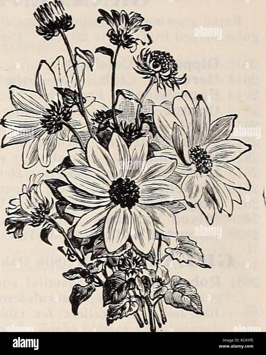 . Dreer's garden book : 1906. Seeds Catalogs; Nursery stock Catalogs; Gardening Equipment and supplies Catalogs; Flowers Seeds Catalogs; Vegetables Seeds Catalogs; Fruit Seeds Catalogs. Double Globe Sunflower. 2700. MiNiATi'RE Sunflower, They all difl&quot;er from the parent, most of them bein  larger, and many with curiously-twisted petals. The prevailing colors are p-.le-yellow, golden-yellow and creamy-white, some with black centres and all beautiful; for cutting they are indispensable. Oz.,60cts 10 2707 — Perkeo. A charming dwarf variety of the Miniature Sun- flower. The plants form com- p Stock Photo