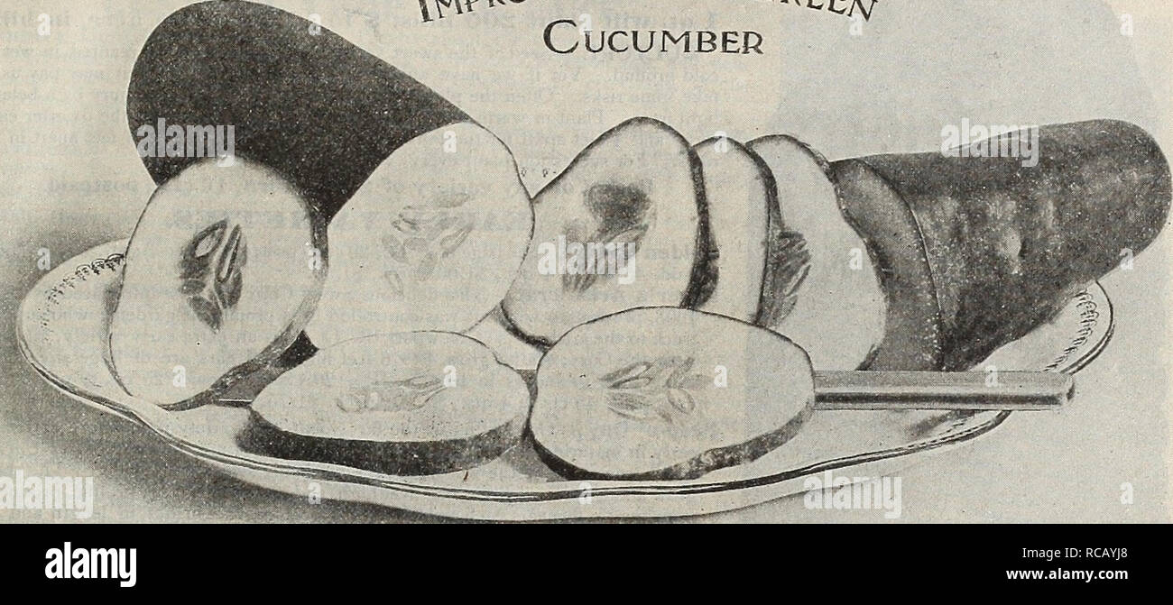 Cucumber (concombre)