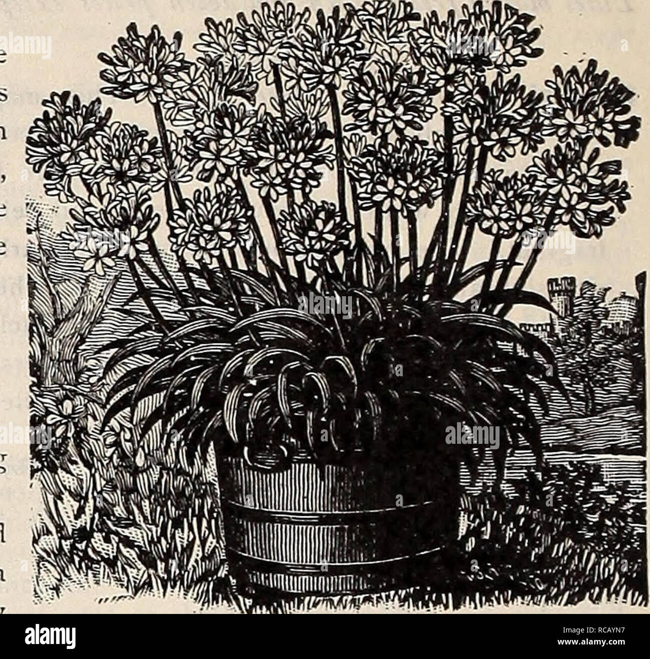 . Dreer's autumn catalogue 1906. Bulbs (Plants) Catalogs; Flowers Seeds Catalogs; Gardening Equipment and supplies Catalogs; Nurseries (Horticulture) Catalogs; Fruit Seeds Catalogs; Vegetables Seeds Catalogs. Miscellaneous Bulbs and Roots. ( Unless otherwise specified, all Bulbs and Roots are ready for delivery in September.) AGAPANTHUS (African L,ily). Splendid oniamental plants, bearing large clusters of bright blue and pure white flowers on long flower stalks, and lasting a long time in bloom. There is no finer plant than this for outdoor decoration, planted in large pots or tubs on the law Stock Photo