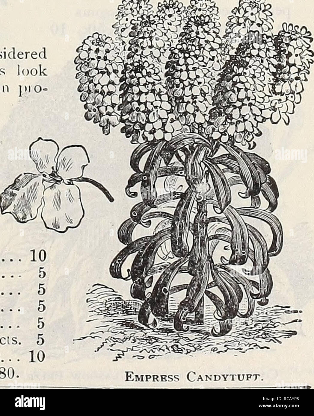 . Dreer's garden book : 1906. Seeds Catalogs; Nursery stock Catalogs; Gardening Equipment and supplies Catalogs; Flowers Seeds Catalogs; Vegetables Seeds Catalogs; Fruit Seeds Catalogs. â ^^^^t^y^iii^ Campanula Persicifolia Grandiflora. V CANDYTUFT. Campanula Media Calycanihema. (Cup and Saucer Canterbury Bells.) Canterbury Bells. V*^ (Caiii})anula Media.) Calycanthema [Cup and Saucer Canlerbiny Bells). This is unques- tionably the finest type of this old- fnshioned and much prized garden plant. The increasing demand has induced us to oft'er it in separate colors as well as in mixture, viz.: P Stock Photo