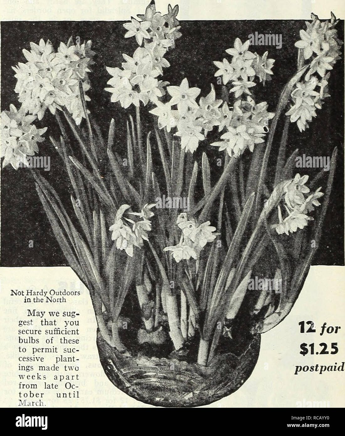 . Dreer's autumn 1946 planting guide. Bulbs (Plants) Catalogs; Flowers Seeds Catalogs; Gardening Equipment and supplies Catalogs; Nurseries (Horticulture) Catalogs; Vegetables Seeds Catalogs. Triandrus albus 40-806 Triandrus a'bus (Angels Tear). A perfect little gem with graceful nodding blooms in which the creamv white perianth petals are facing upward and the pure white cup is fully exposed to view. It re- sembles a miniature C'clamen. Give it a gritty soil as it likes good drainage. 6 in. 20c each; 3 for 4Sc; 12 for $1.60; 25 for $2.75; 100 for $10.00. 40-80Z W. P. Milner. A m.ore vigor- o Stock Photo