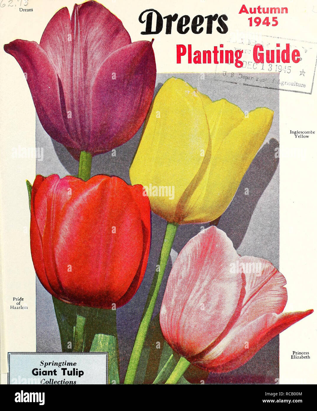 . Dreer's autumn 1945 planting guide. Bulbs (Plants) Catalogs; Flowers Seeds Catalogs; Gardening Equipment and supplies Catalogs; Nurseries (Horticulture) Catalogs; Vegetables Seeds Catalogs. Autumn 1945 1. Springtime Giant Tulip Collections These contain the four mag- nificent Giant Tulips shown in color on this page. 42-140 24 Bulbs, 6 of each kind, value $3.00, post- o TC paid for $2.75 42-14? 48 Bulbs, 12 of each kind, value $6.00, ^     postpaid for $5.25 42-742 TOO Bulbs, 25 of each kind, value $11.00, ^     postpaid for $T./5 Princess Elizabeth Four Magnificent Giant Tulips 4J-726 Dream Stock Photo