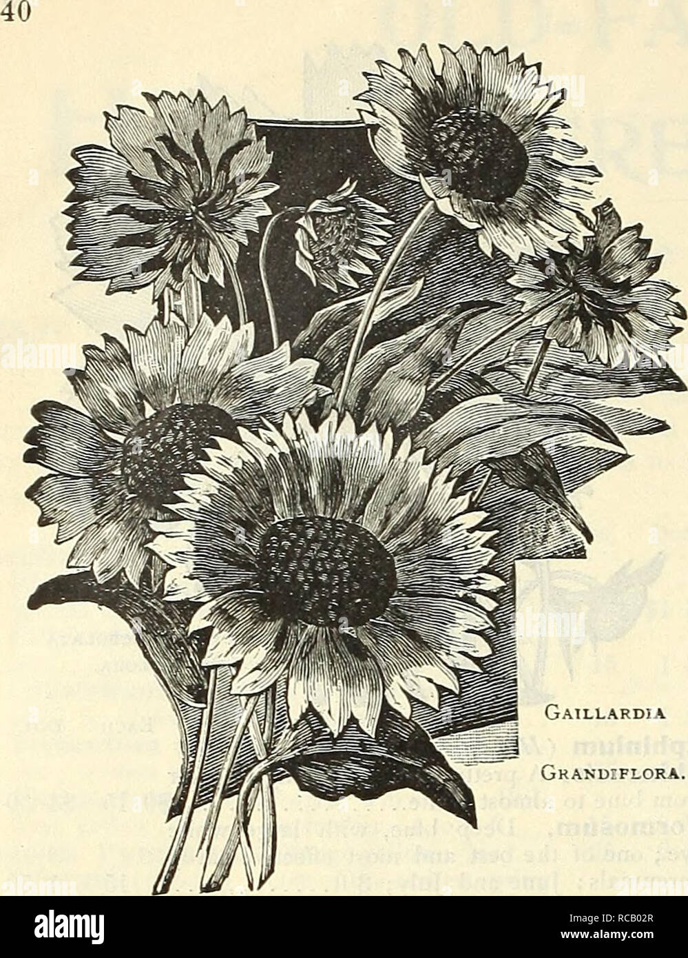 . Dreer's autumn 1902 catalogue. Bulbs (Plants) Catalogs; Flowers Seeds Catalogs; Gardening Equipment and supplies Catalogs; Nurseries (Horticulture) Catalogs; Fruit Seeds Catalogs. Gaillardia Grandiflora. HARDY PERENNIALS—Continued. Each Gaillardia Grandiflora (Blanket Flower). One of the showiest hardy perennials, blooming throughout the entire season ; large, gorgeous flowers of crimson and gold ; 2ft $0 15 Geranium Sanguineum {Crane's Bill). Of compact habit, with bright crimson-purple flowers during summer and autumn ; 18 inches 15 Sanguineum Album. Pure white 15 Gillenia Trifoliata {Bowm Stock Photo