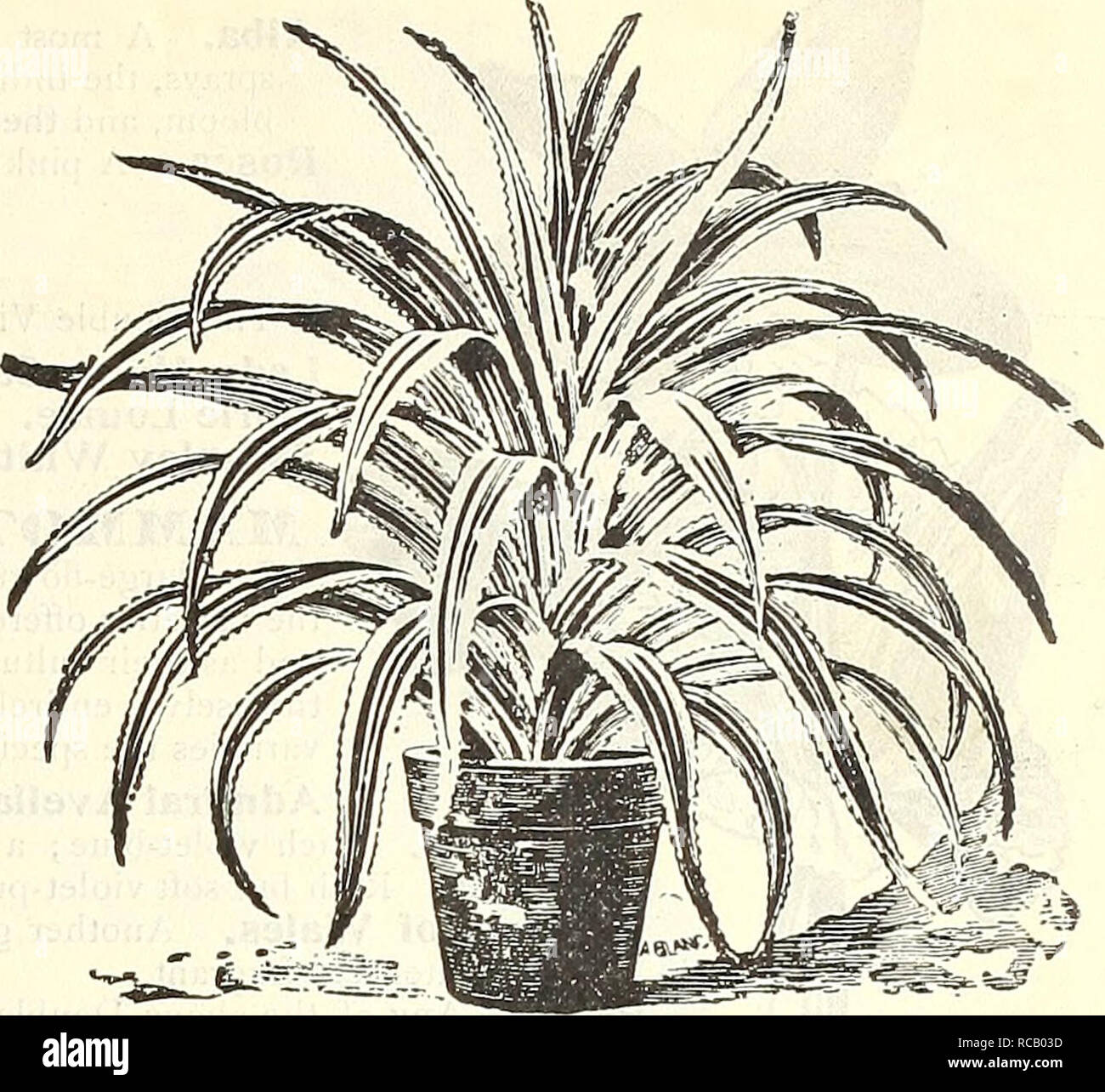 . Dreer's autumn 1902 catalogue. Bulbs (Plants) Catalogs; Flowers Seeds Catalogs; Gardening Equipment and supplies Catalogs; Nurseries (Horticulture) Catalogs; Fruit Seeds Catalogs. Preer's Autumn Catalogue, 1902. 35 MARANTA. Valuable decorative stove plants, remarkable for the richness and beauty of their foliage. Amabilis. 25 cts. each. Aurea Striata. 50 cts. each. Bella. 25 cts. each. Qoveiana. 25 cts. each. Lietzei. 25 cts. each. Makoyana. $1.00 each. Masangeana. 25 cts. each. Picta. 50 cts. each. Rosea lineata. 75 cts. each. Zebrina. 50 cts. each. METROSIDEROS. Fioribunda {Bottle Brush).  Stock Photo