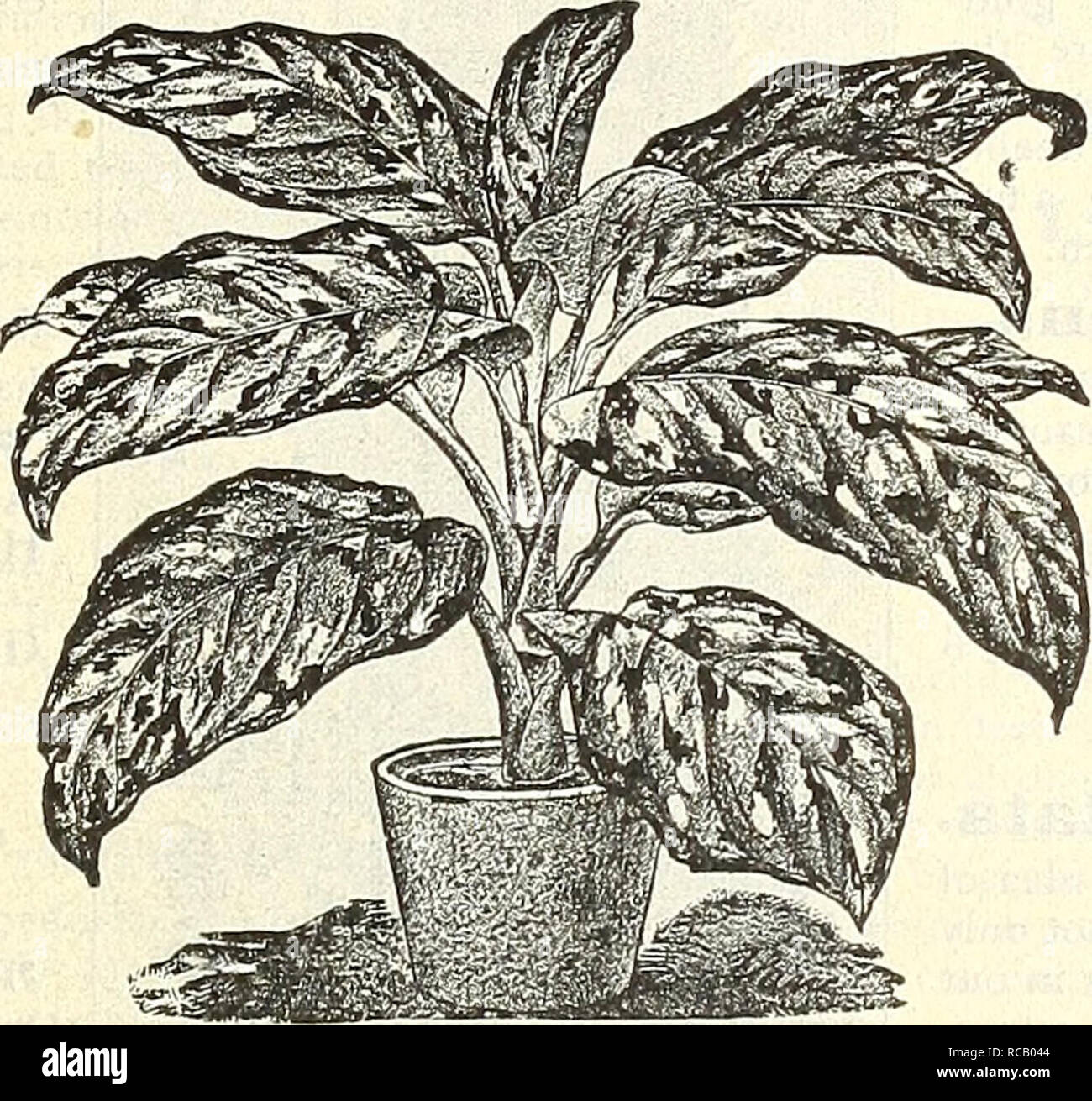 . Dreer's autumn 1903 catalogue. Bulbs (Plants) Catalogs; Flowers Seeds Catalogs; Gardening Equipment and supplies Catalogs; Nurseries (Horticulture) Catalogs; Fruit Seeds Catalogs. Dreer»s Autumn Catalogue, i903« 31 CROTONS. Of this beautiful class of ornamental foliage plants we offer twelve of the finest varieties. 30 cts. to 50 cts. each ; |3,00 to §5.00 per doz. CYCAS REVOLUTA (SagoPalm). Valuable decorative plants both for lawn and house decora- tion ; their heavy, glossy, deep green fronds resist alike the gas, dust and cold to which decorative plants are frequently exposed. We grow an  Stock Photo