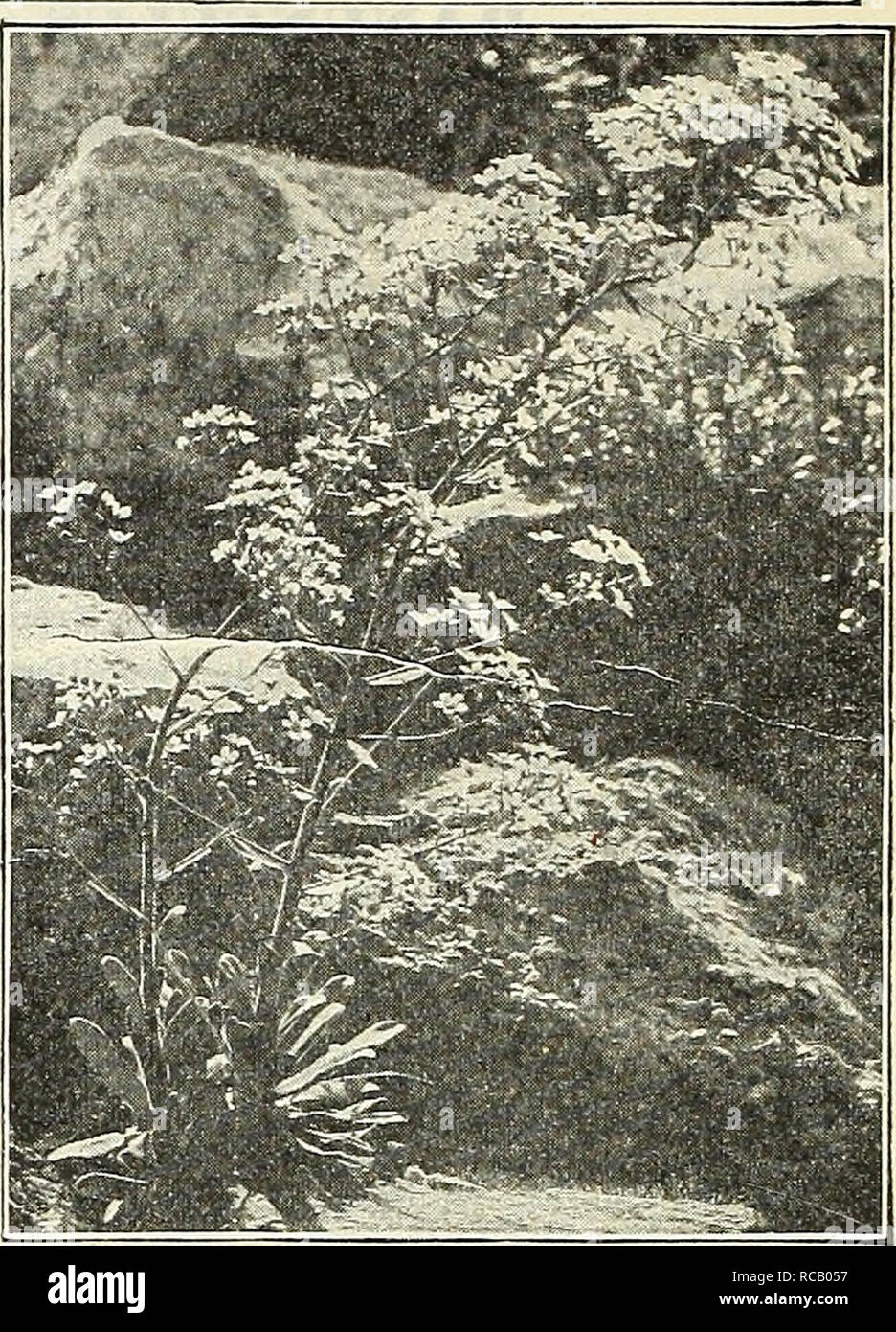 . Dreer's garden book : 1905. Seeds Catalogs; Nursery stock Catalogs; Gardening Equipment and supplies Catalogs; Flowers Seeds Catalogs; Vegetables Seeds Catalogs; Fruit Seeds Catalogs. Sedum Spectabilis. Saxifraga Pykamidalis. SEDUM (Stone-crop). DWARF VARIETIES, vSuitable for the rockery, carpet bedding, etc. Acre {Golden Moss). Much used for covering graves, foliage green, flowers bright yellow. Album. Green foliage, white flowers. Lydium Aureum. Small yellow loliage and pink flowers. — Glaucum. Small glaucous green foliage and pink flowers. Pulchellum {Birds'-foot Stone- (rop). Foliage red Stock Photo