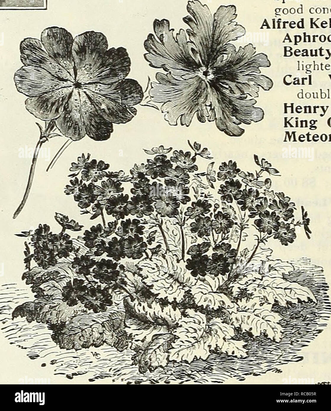 . Dreer's garden book : 1905. Seeds Catalogs; Nursery stock Catalogs; Gardening Equipment and supplies Catalogs; Flowers Seeds Catalogs; Vegetables Seeds Catalogs; Fruit Seeds Catalogs. Polygonum Compactum. PRi:»IUI.A. CortUSOideS Sieboldii {/apams^ Prim- roses). These are not so well known as they deserve; they are of free, vigorous growth, with dark green foli- age, and throw up in late spring in- numerable stems of large flowers, vary- ing in color from pure white to rich crimson. They also make excellent plants for early forcing. (See cut.) We offer four distinct colors. Alba riagnifica. V Stock Photo