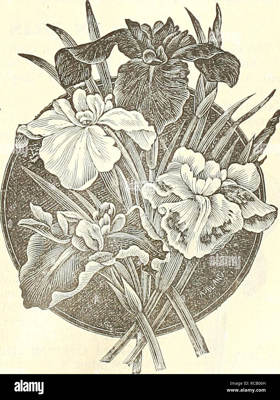 Dreer S Autumn 1903 Catalogue Bulbs Plants Catalogs Flowers