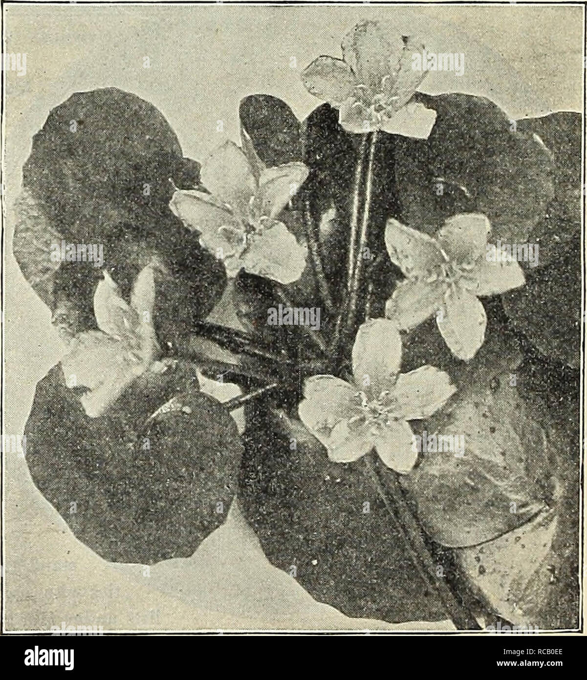. Dreer's 1838 1908 garden book. Seeds Catalogs; Nursery stock Catalogs; Gardening Equipment and supplies Catalogs; Flowers Seeds Catalogs; Vegetables Seeds Catalogs; Fruit Seeds Catalogs. LlMNOCHRIS HUMBOLDTI (WatER PoPPY). (Offered on next Page.) Miscellaneous Aquatics. Stif a/so tiiuiey Aqiiarimn Planls on nextpa«e. AcoruS Japonica VarJegata {Variegated Sweet Flag). One of Uie nnest variei^'ated plants in cultivation. 25 cts. each ; $2 50 per doz. — Qrarnineus VariegatuS. Dwarf-growing with leathery leaves, beautifully maigined with white; handsome plant for margins or pot culture. 20 cts. Stock Photo