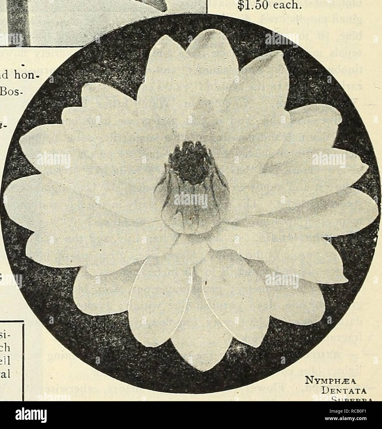 . Dreer's 1838 1908 garden book. Seeds Catalogs; Nursery stock Catalogs; Gardening Equipment and supplies Catalogs; Flowers Seeds Catalogs; Vegetables Seeds Catalogs; Fruit Seeds Catalogs. Dentata [IV. ortigiesiana Planch). Flower^ white; measuring from 8 tn 1 inches in diameter, opeii- ingoiit horizontally, leaves dark glossy green, heavily dehtated. 75 cts. each ; .50 per doz. Dentata Magnifica. Tins handsome variety is dis- tinguished from N. dentata by its broad sepals and petals and the cup shape of its creamy-white flowers which are 10 to 12 inches across, leaves large, ovate, dark gree Stock Photo