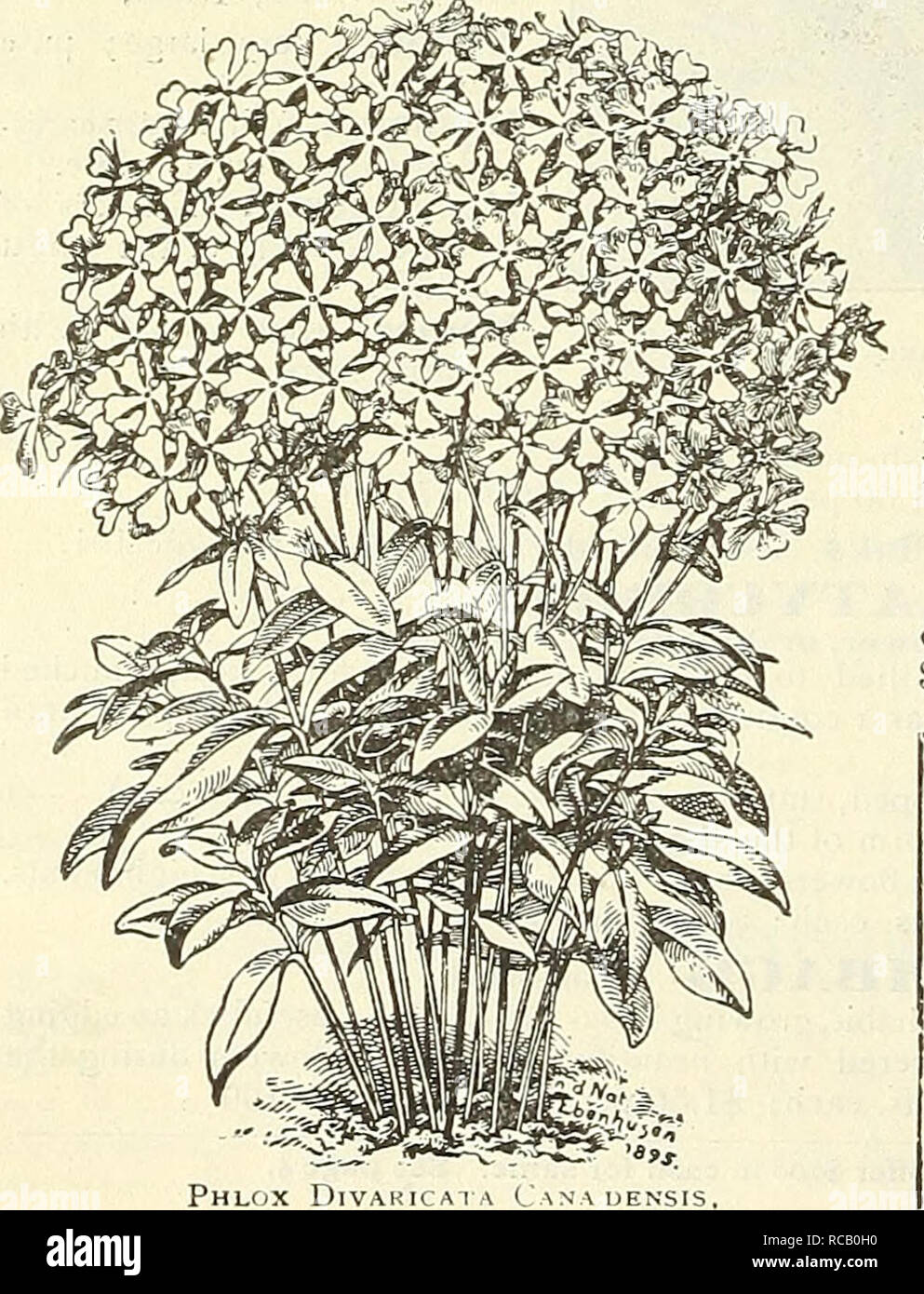 . Dreer's garden book : 1904. Seeds Catalogs; Nursery stock Catalogs; Gardening Equipment and supplies Catalogs; Flowers Seeds Catalogs; Vegetables Seeds Catalogs; Fruit Seeds Catalogs. Phlox Subulata. Hardy Phlox Pantheon. PHI.OX SUBFLATA. (Moss, or nrouiitain Pink.) An early s| ring-fluwermg ty| e, widi pretty moss-like evergreen foliage, which, during the flowering season, is hidden under the masses of bloom. An excellent plant for tfee rockery, the border, and invaluable for car- peting the ground or covering graves. (See cut.) We offer five varieties. Lilacina. Light lilac. NelSOni. Pure  Stock Photo