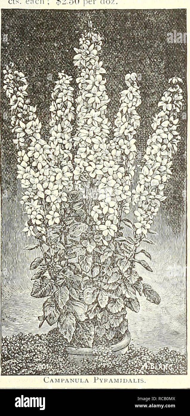 . Dreer's garden book : 1904. Seeds Catalogs; Nursery stock Catalogs; Gardening Equipment and supplies Catalogs; Flowers Seeds Catalogs; Vegetables Seeds Catalogs; Fruit Seeds Catalogs. Campanula Punctata, CAI.IMERIS (Star Wort). Incisa. An attractive plant for the front of the border; grows about 12 to 18 inches high, producing fiom July to September light-blue flowers with yellow cenue. 15 cts. each ; $1.50 per doz. CALI.HSMOE (Poppy Mallow). Involucrata. An elegant trading plant, with finely divided foliage and large saucer-shaped flowers, of deep rosy crimson, with white centres, which are Stock Photo