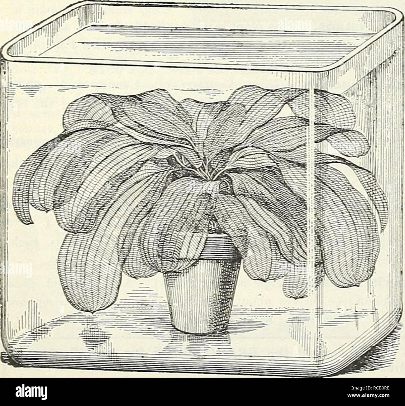 . Dreer's garden book : 1905. Seeds Catalogs; Nursery stock Catalogs; Gardening Equipment and supplies Catalogs; Flowers Seeds Catalogs; Vegetables Seeds Catalogs; Fruit Seeds Catalogs. 124 nniH^RTADREK-PnilADPHIAJ^-^WiTERLILIES-»AQUMICS- Miscellaneous Aquatics. &amp;c' also under Aqiiariiivt Plants on preceding page. Acorus Japonica Variegata ( Variegated Sweet Flag). One of the finest variegated plains in cultivation. 25 cts. each; §2 50 per doz. — QramineUS Variegatus Dwarf growing, with leathery leaves, beautifully margined with w-hile; a handsome plant for margins or pot culture. 20 cts.  Stock Photo