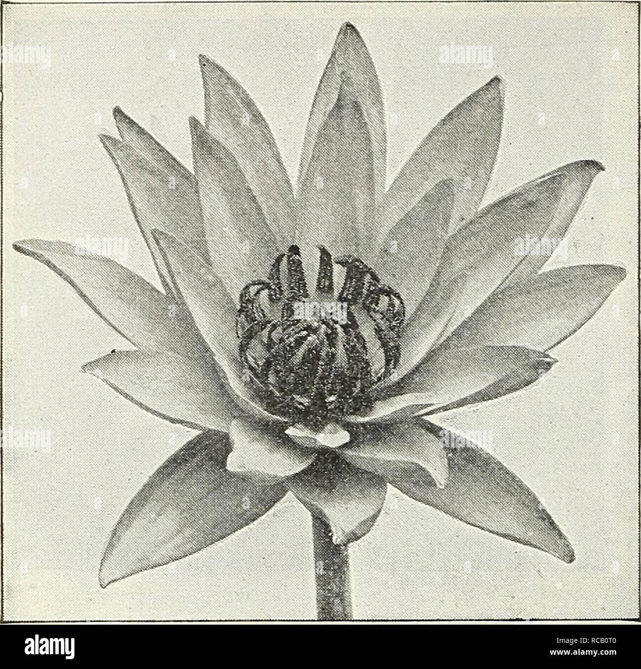 . Dreer's garden book : 1905. Seeds Catalogs; Nursery stock Catalogs; Gardening Equipment and supplies Catalogs; Flowers Seeds Catalogs; Vegetables Seeds Catalogs; Fruit Seeds Catalogs. 122. Frank Tkelease. Kewensis. Leaves dark green, slightly bronzy,with a few brown blotches; young leaves more spotted on surface. Light pink flowers 6 to 8 inches across. $LoO each. Lotus (-V. (keymails D.C.). The White Lotus, leaves d.irk, glossy green, 12 to 20 inches in diameter. Flowers white, the broad outer petals suffused pink ; petals concave; flowers vary from 5 to 10 inches in diameter; a robust spe- Stock Photo