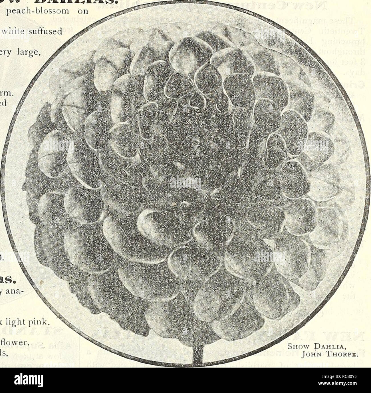 . Dreer's 1838 1908 garden book. Seeds Catalogs; Nursery stock Catalogs; Gardening Equipment and supplies Catalogs; Flowers Seeds Catalogs; Vegetables Seeds Catalogs; Fruit Seeds Catalogs. EER-PHIlADELPtllAfA- ORff tlHOUSE PLW: 145 I^arge-flowering SH01!V DAHI.IAS. Arabella. Liglit sulphm-yellow, shaded peach-blossom on ed;Tes; a fine flower. Duchess of Cambridge. B.nse of petals white suffused pink, heavily-tipped dark crimson. Emily. Solferino, with white markings ; veiy Fanny Purchase. A fine deep yellow. Hero. Analine red ; fine shaped. John Elitch. Rich deep crimson. John Thorpe. Solferin Stock Photo