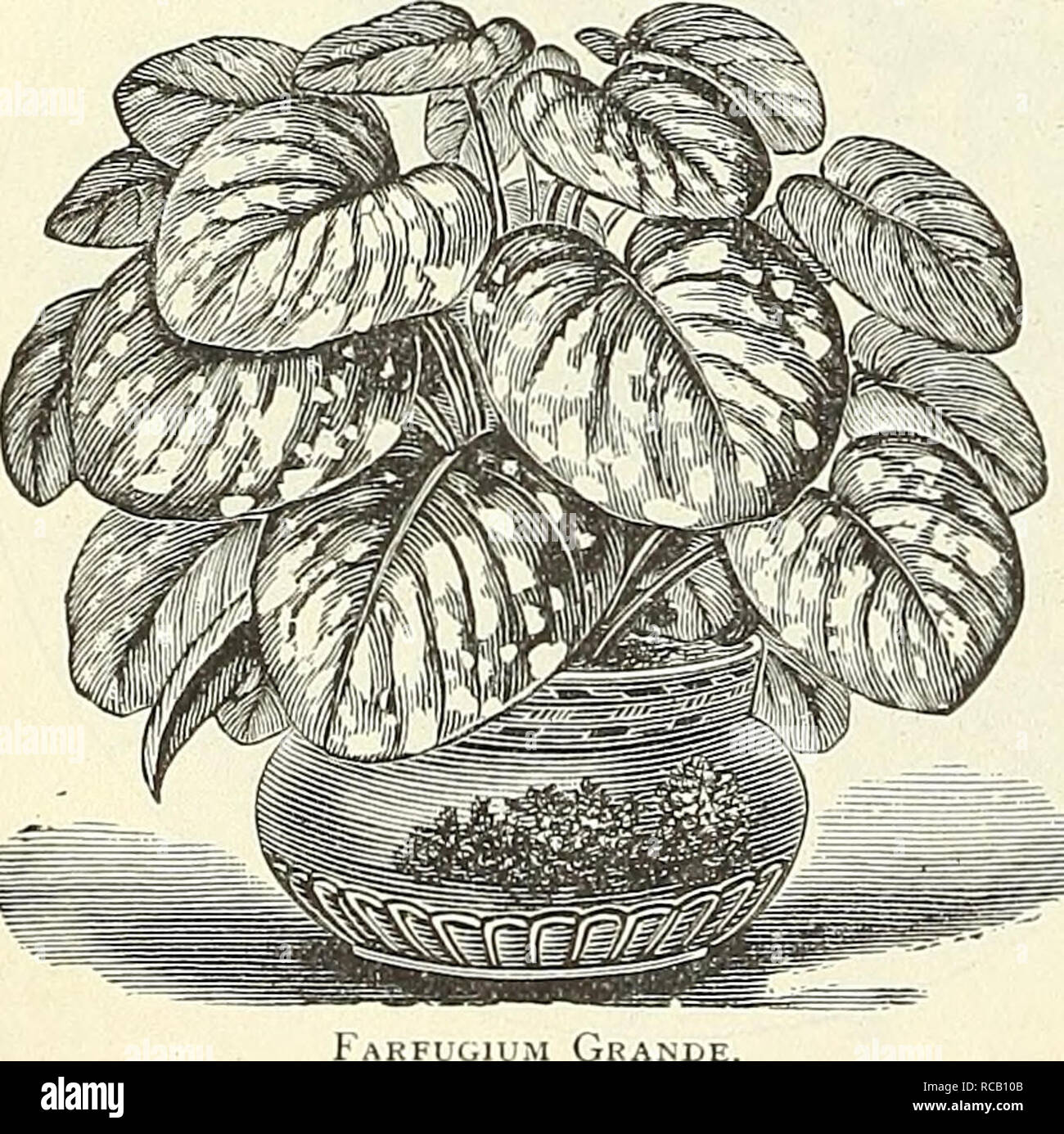 . Dreer's garden book : 1904. Seeds Catalogs; Nursery stock Catalogs; Gardening Equipment and supplies Catalogs; Flowers Seeds Catalogs; Vegetables Seeds Catalogs; Fruit Seeds Catalogs. Amazonica. A splendid hothouse plant, blooming at various seasons. It sends up stalks bearing seeral pure white, star- shaped flowers, 4 inches across, delightfully fragrant, and is highly prized as a cut flower. Pot in light, rich soil, well drained ; w'ster freely in the grow ing season, giving a slight rest in fail. 25 cts. each; $250 per doz. EUPHORBIA. Jacquiniflora. An old favorite v inter-flov enng pl Stock Photo