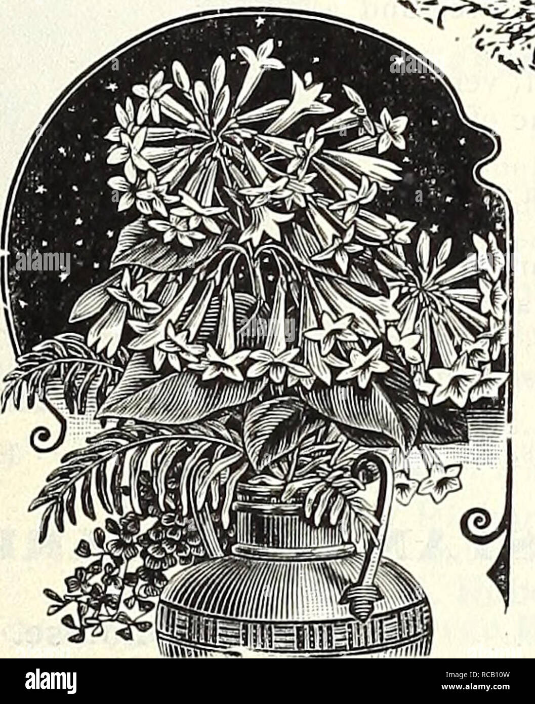 . Dreer's 1838 1908 garden book. Seeds Catalogs; Nursery stock Catalogs; Gardening Equipment and supplies Catalogs; Flowers Seeds Catalogs; Vegetables Seeds Catalogs; Fruit Seeds Catalogs. ci'LENTt:M ' Rl(;pliant's Ear). CALLA LILIES. Cestrum Parqiu. GoLDiiN Yellow Calla Elliottiana. Golden Yellow Calla {Ric/iardia Elliot- tuma). Entirely distinct and unlike all other forms of yellow Callas ; it has the same habit of growth as the ordinary white vaiitty, with flowers of same size and shape, but of a rich, clear, lustrous golden-yellow color; the foliage is dark green, with a number of transluc Stock Photo